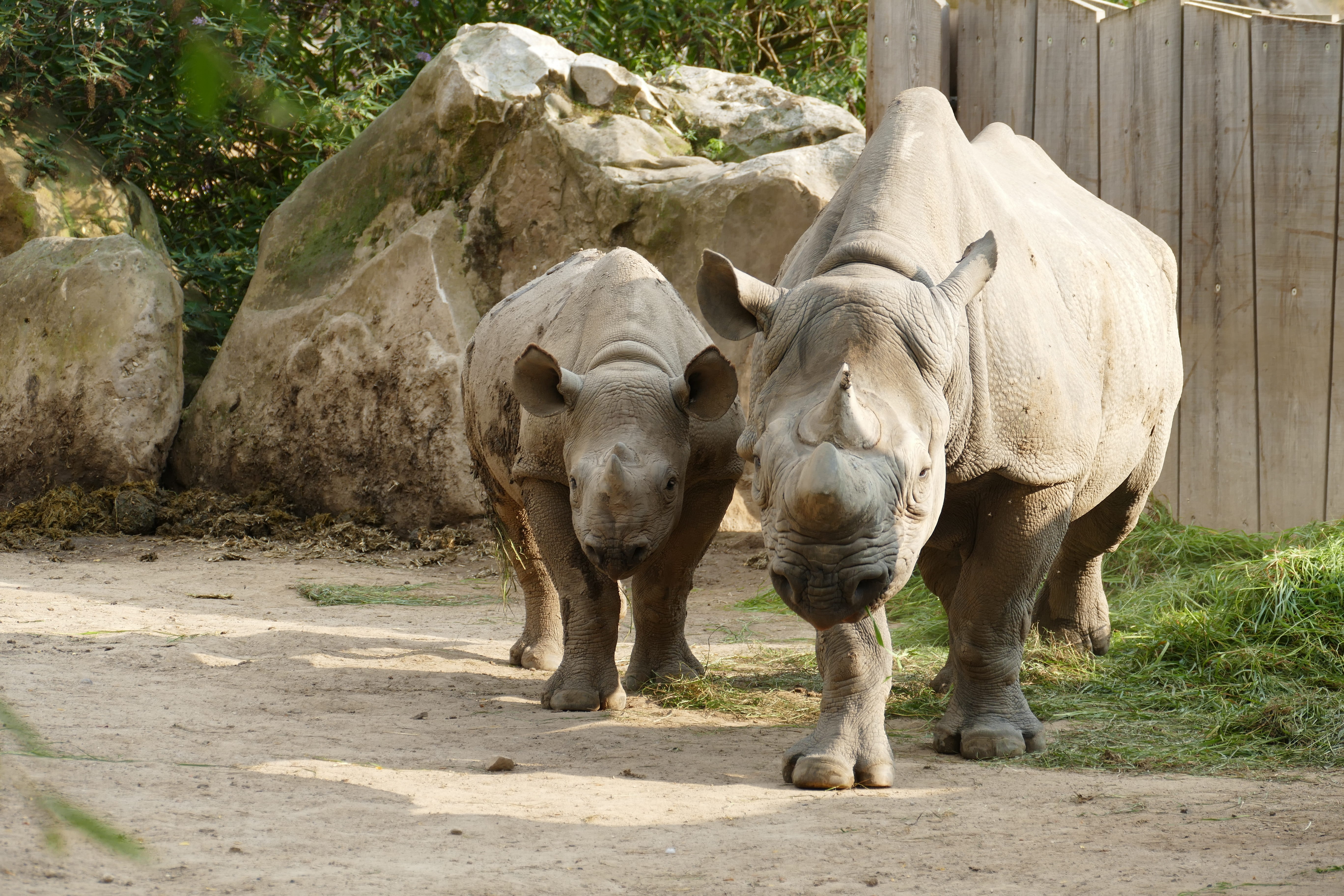 nature, rhino, domestic animals, walking, standing, animal family, mother, animal, plant, mammal, animals in the wild, 5K, young animal, field, outdoors, HD Wallpaper