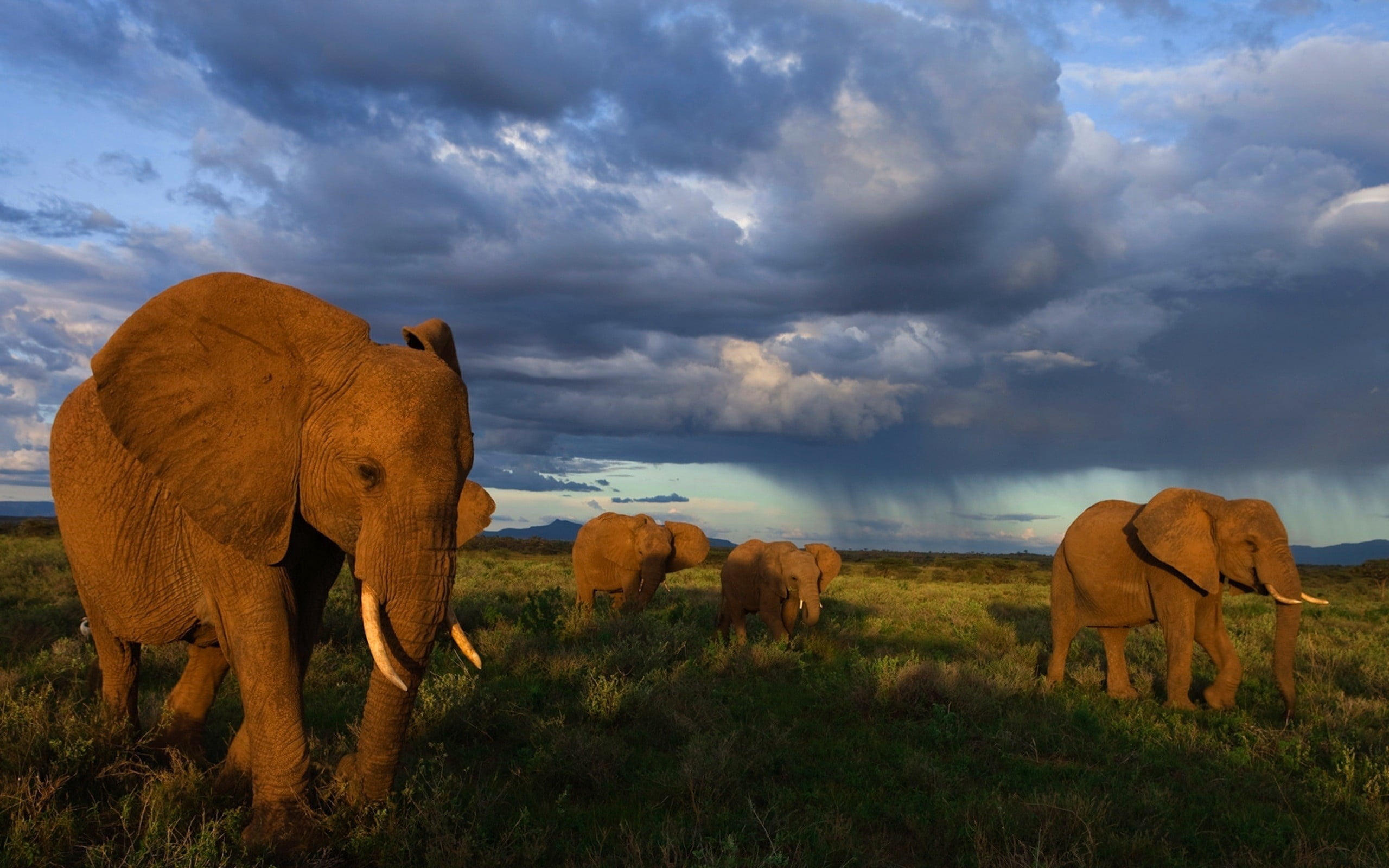 no People, landscape, wildlife, outdoors, animal, herbivorous, kenya, animal Trunk, domestic animals, strength, travel, africa, environment, nature, field, HD Wallpaper