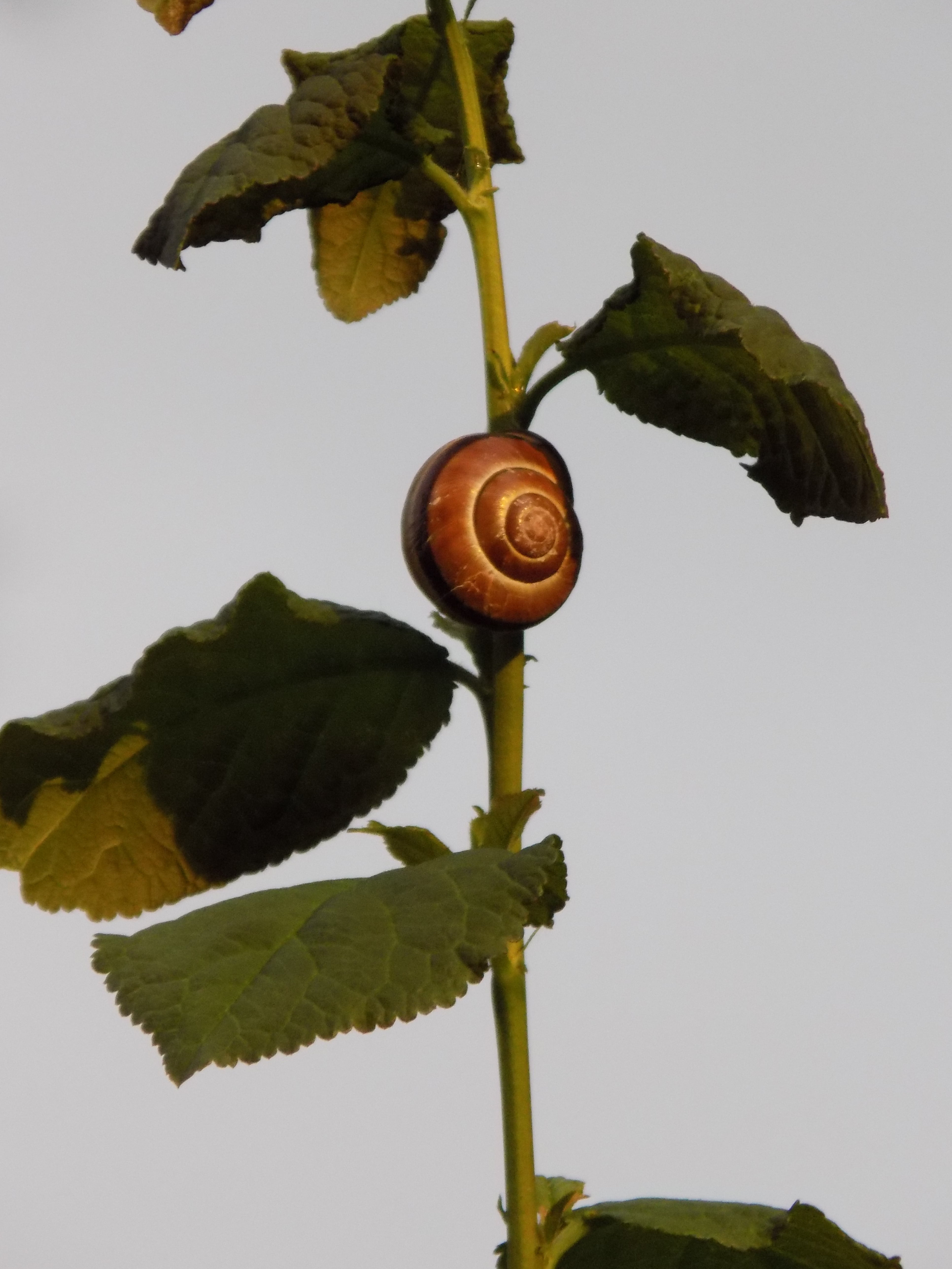 slowly, tree, shell, plant part, close-up, outdoors, reptile, growth, mollusk, leaves, day, snail, 5K, no people, leaf, plant, sky, nature, green color, Phone HD Wallpaper