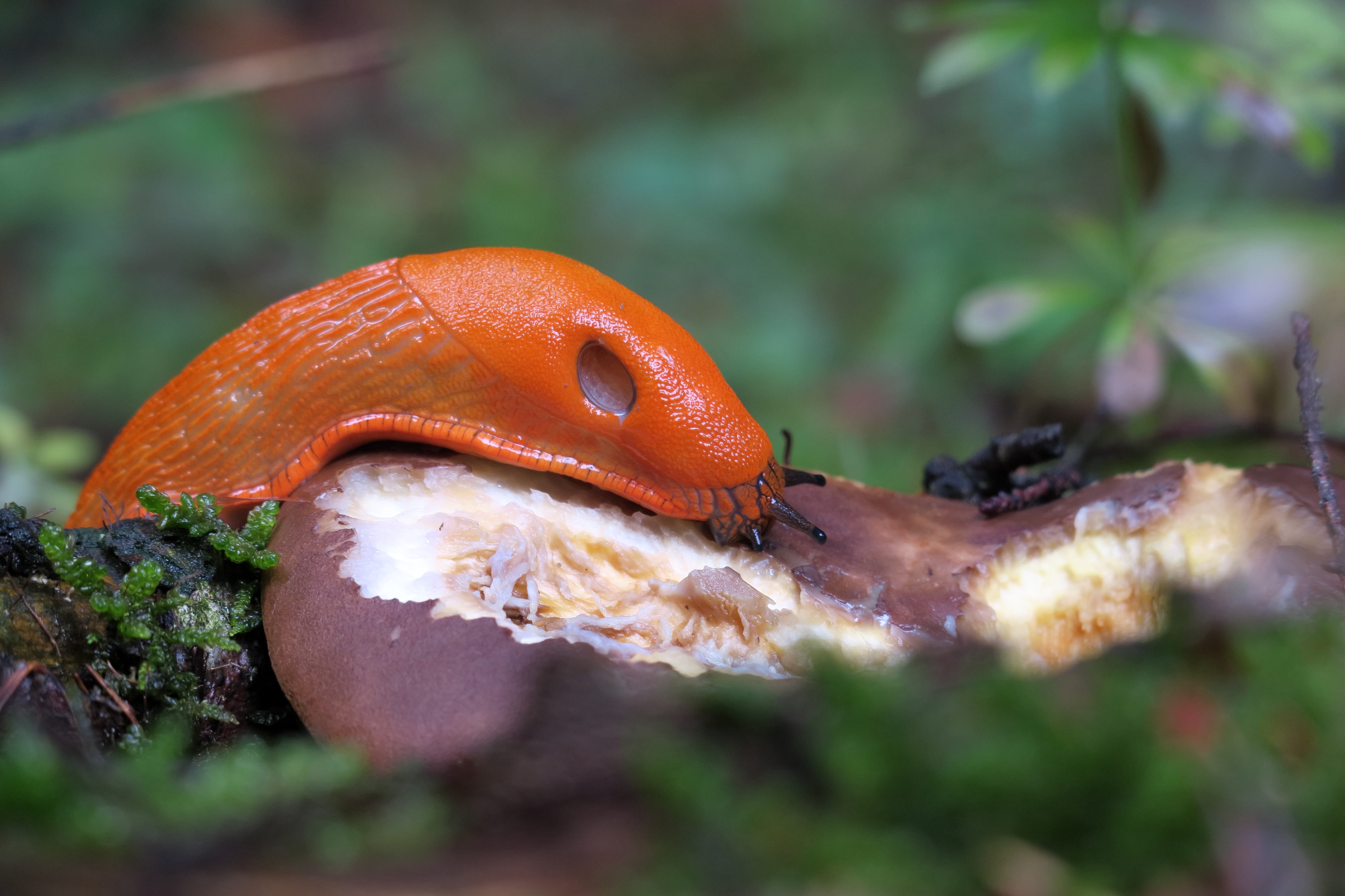 fungus, animal themes, probe, crawl, nature, day, red wegschnecke, 5K, one animal, reptile, mollusk, no people, orange color, land, toadstool, moss, invertebrate, HD Wallpaper