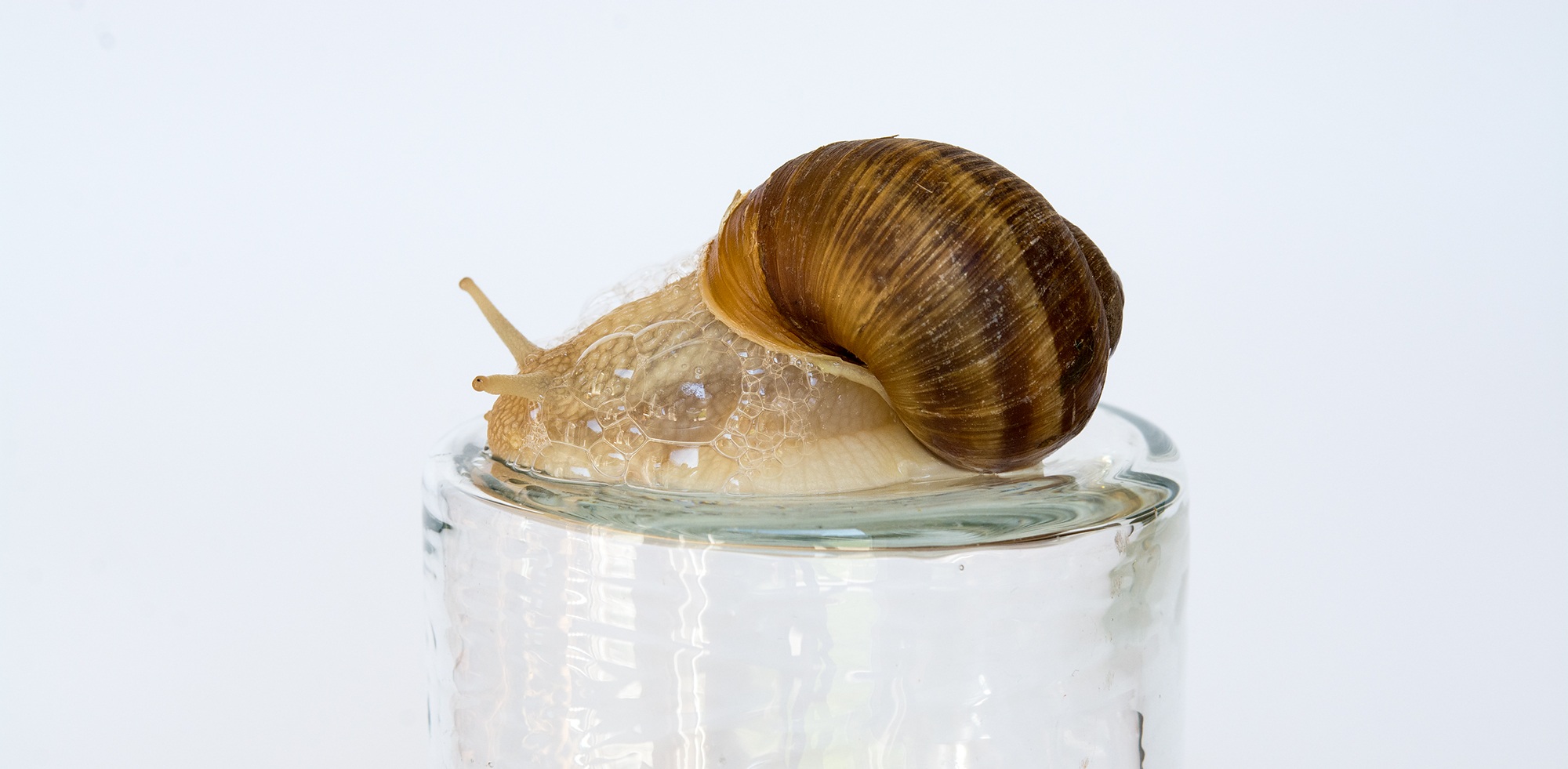 one animal, 1080P, brown, transparent, white background, container, food and drink, snail, mollusk, reptile, nature, cold temperature, studio shot, water, HD Wallpaper