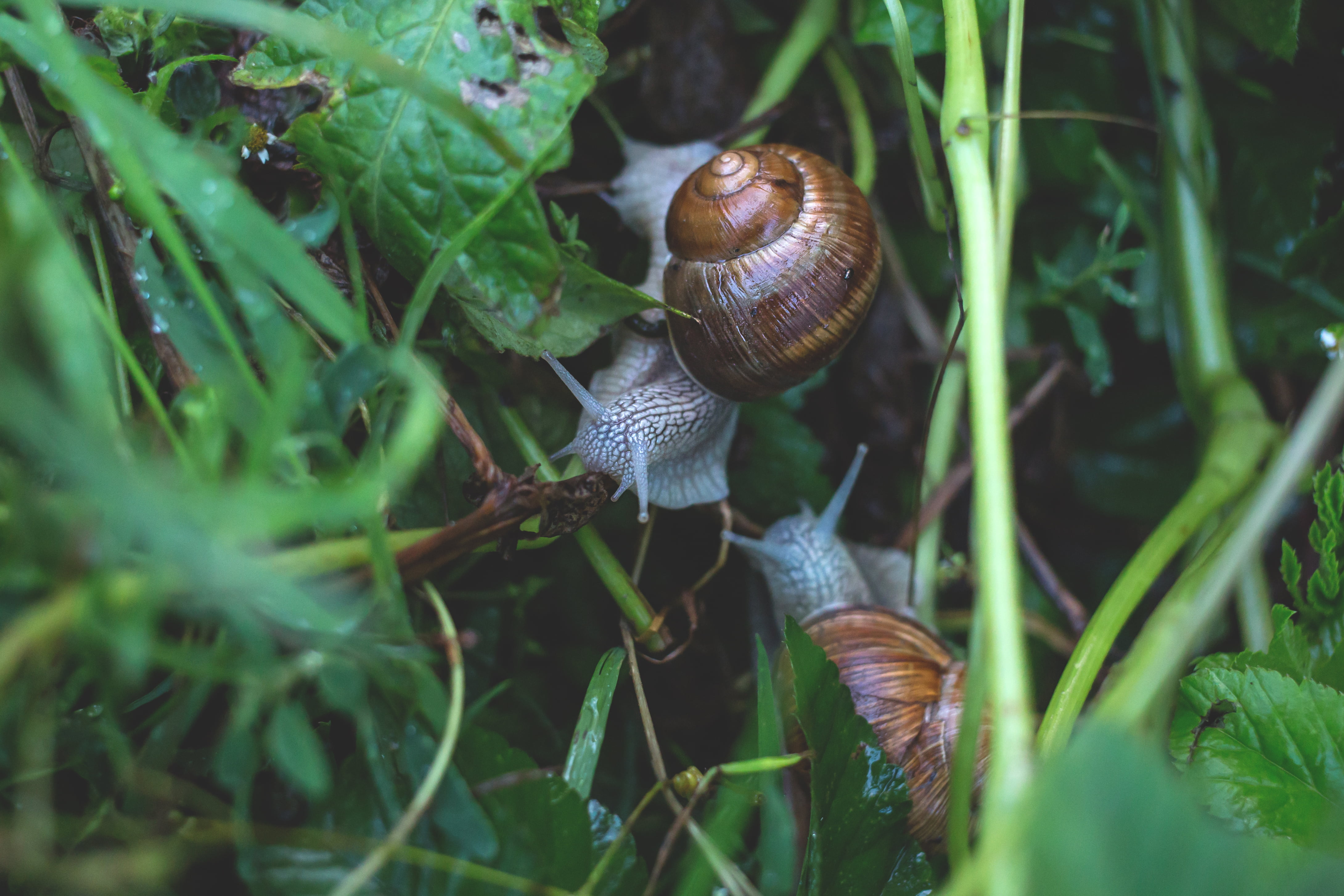 nature, snails, boredom, day, brown, close-up, animal wildlife, one animal, animal, grass, green color, 4K, crawling, animals in the wild, invertebrate, HD Wallpaper