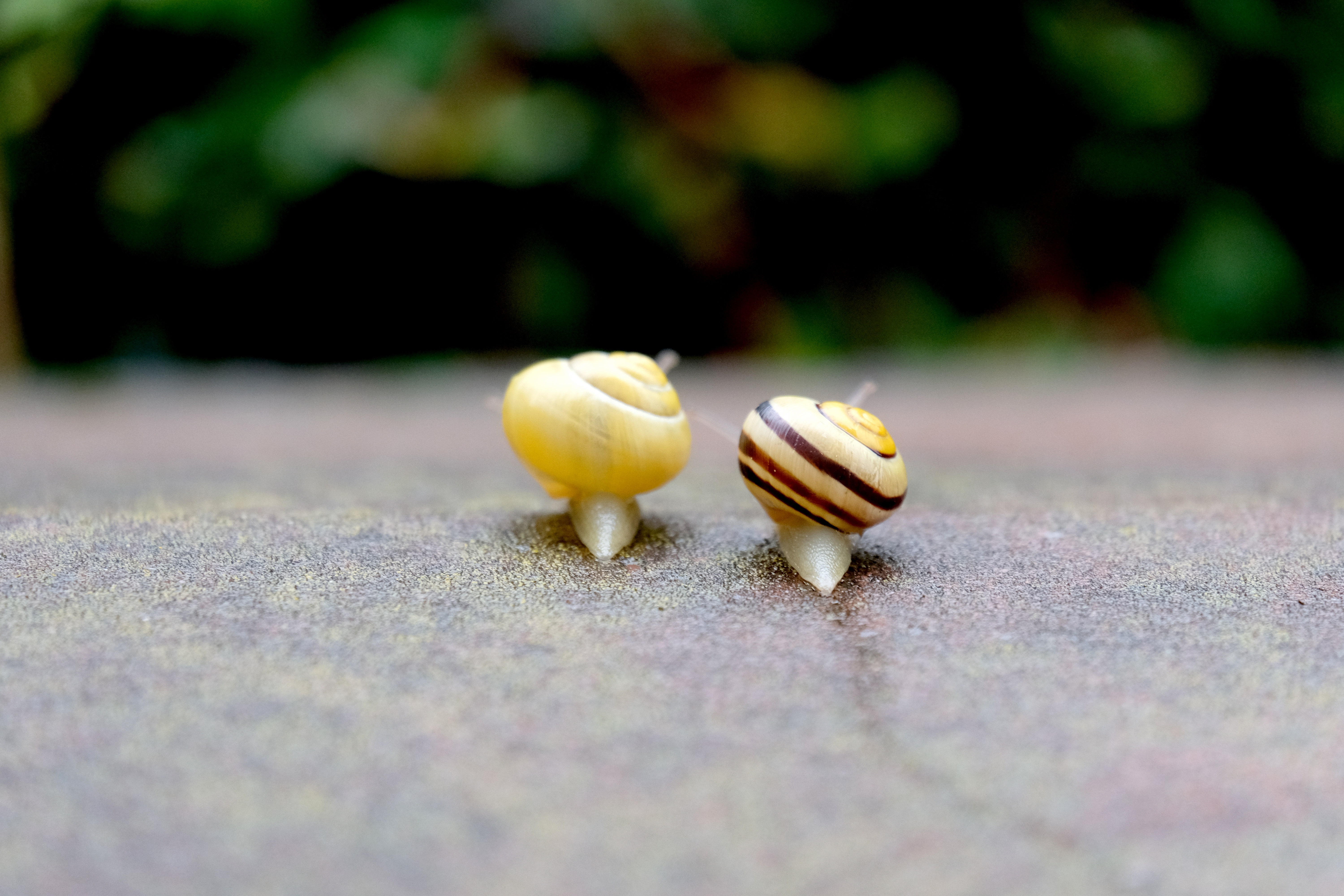 animal themes, animal wildlife, land, animal, food and drink, invertebrate, harmonious, animals in the wild, one animal, yellow, mucus, together, garden, HD Wallpaper