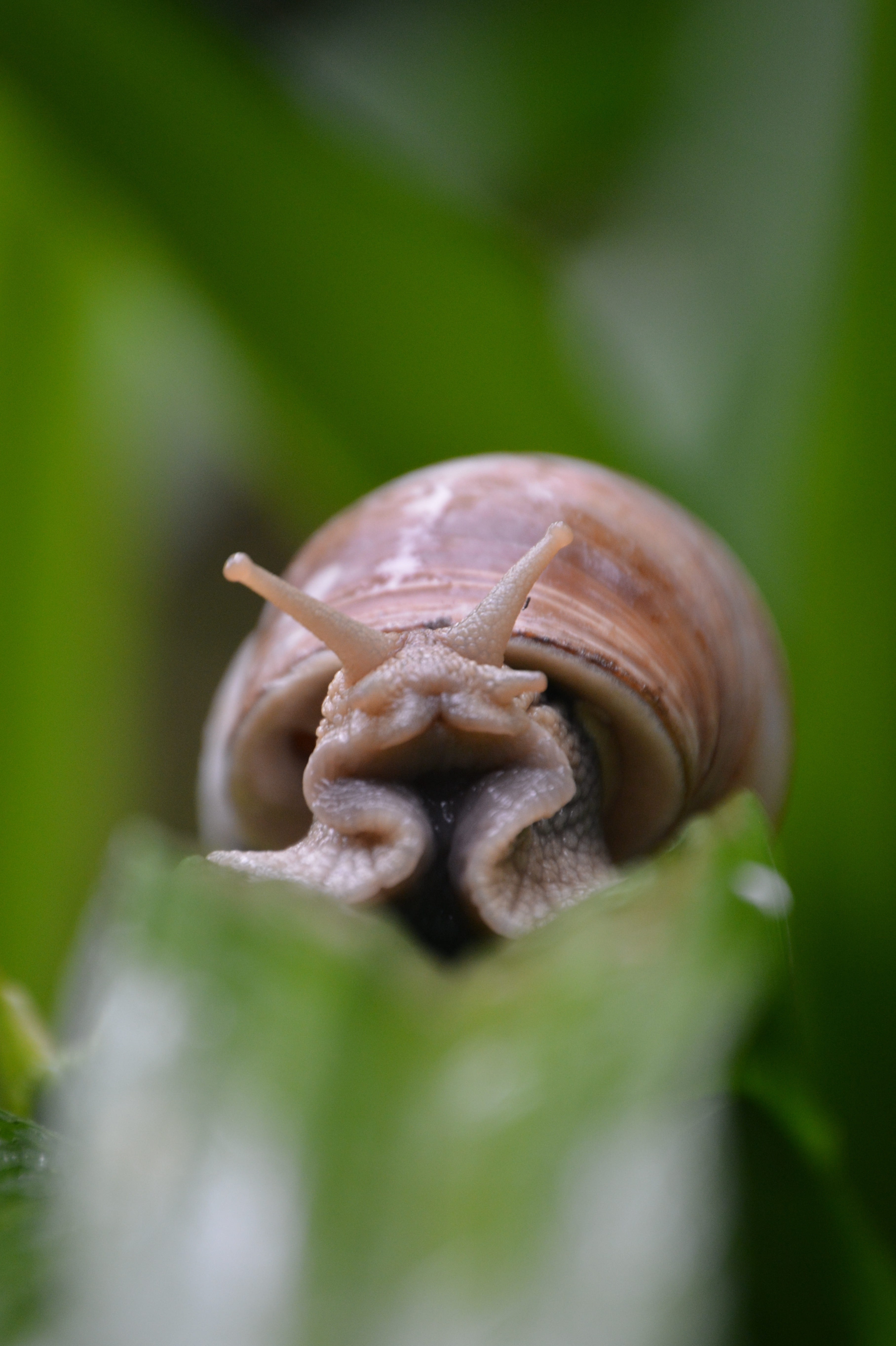 animal themes, animal shell, growth, invertebrate, animal, gastropod, selective focus, crawl, green color, shell, animals, slowly, no people, beauty in nature, Phone HD Wallpaper