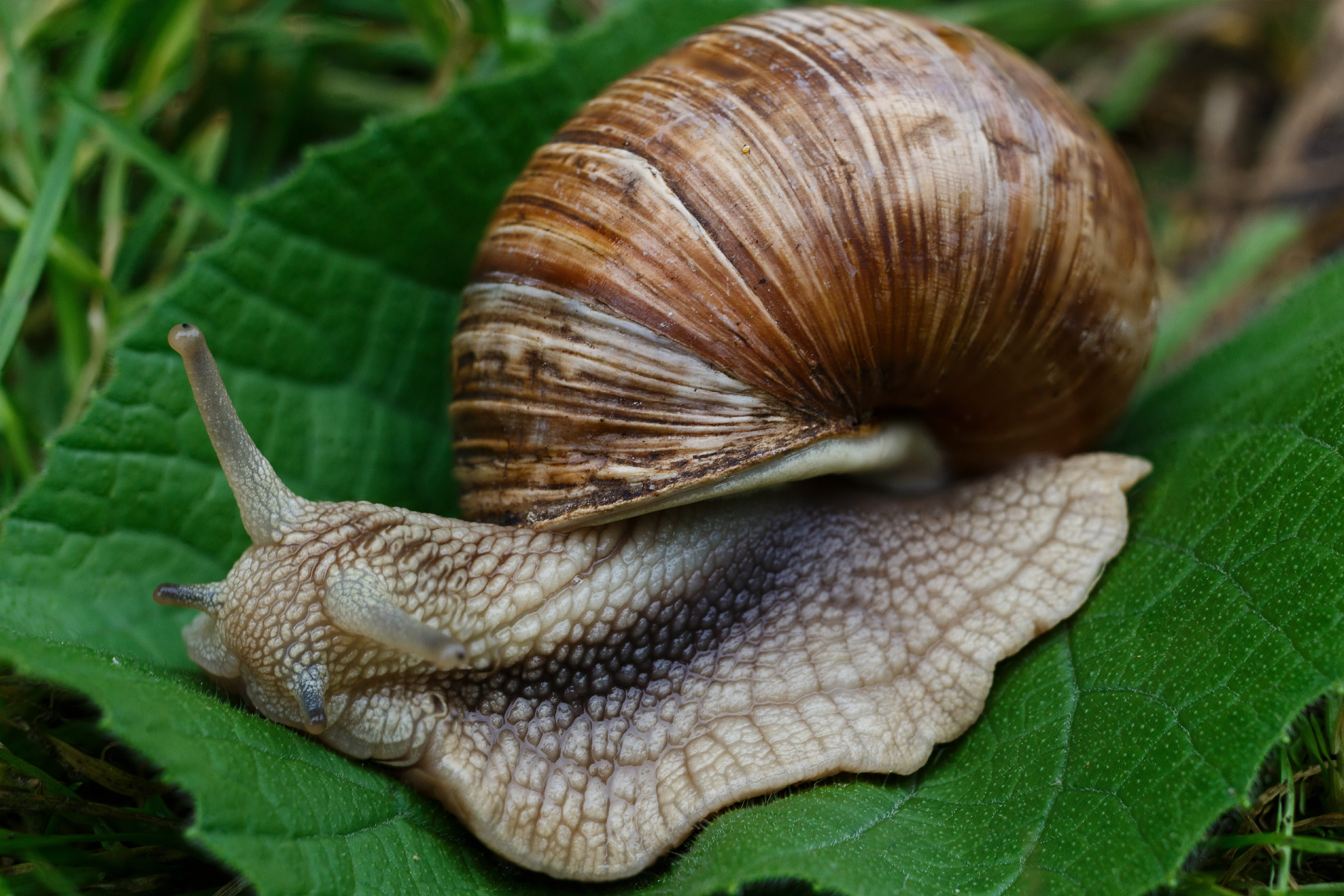 crawling, speed, close-up, invertebrate, garden Snail, snail, wildlife, slug, plant, leaf, animals And Pets, no people, animals in the wild, land, slow, HD Wallpaper