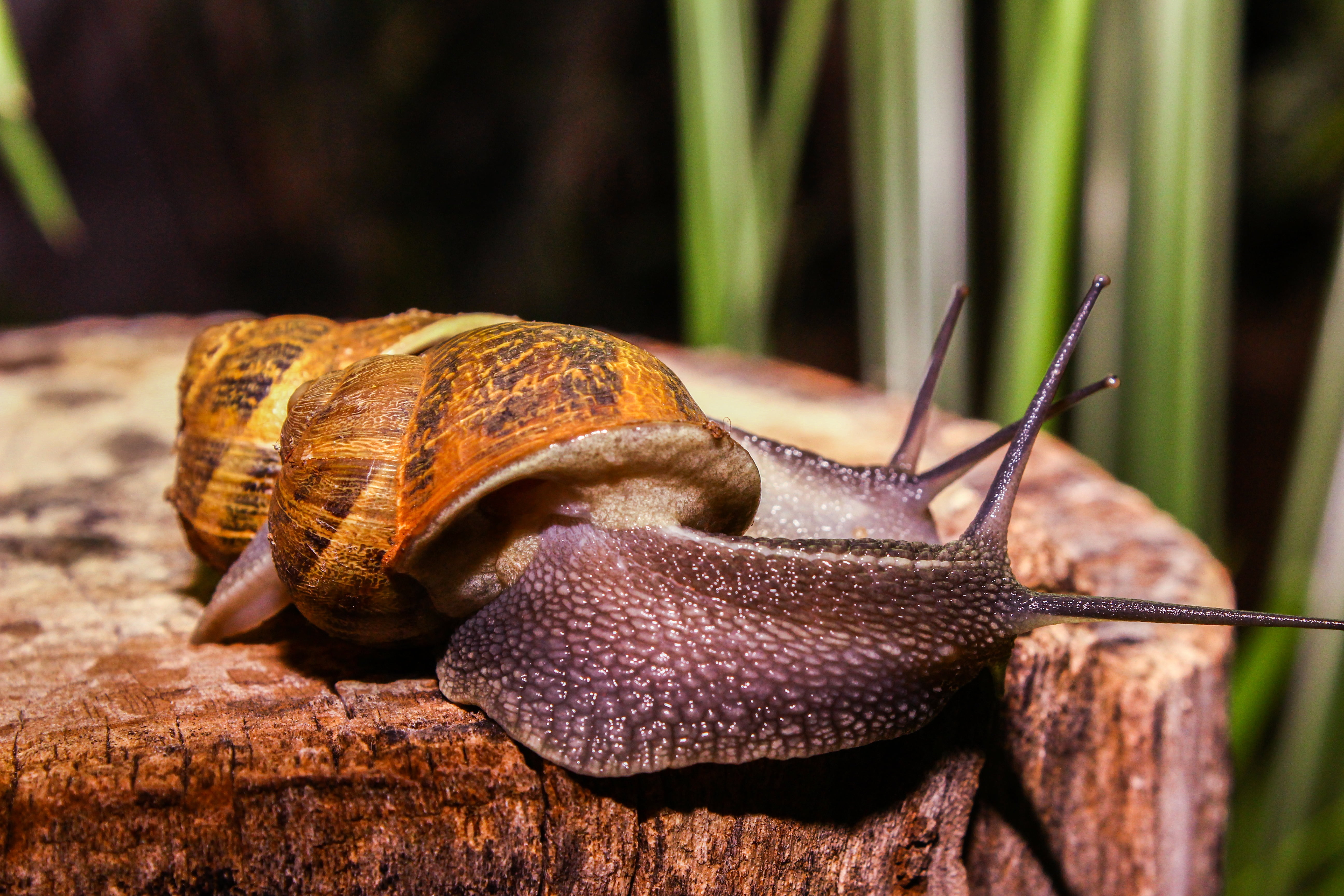 gastropod, close-up, brown, nature, plant, snails, large, mollusk, animal antenna, day, animal wildlife, animal body part, shell, 5K, animal, no people, HD Wallpaper