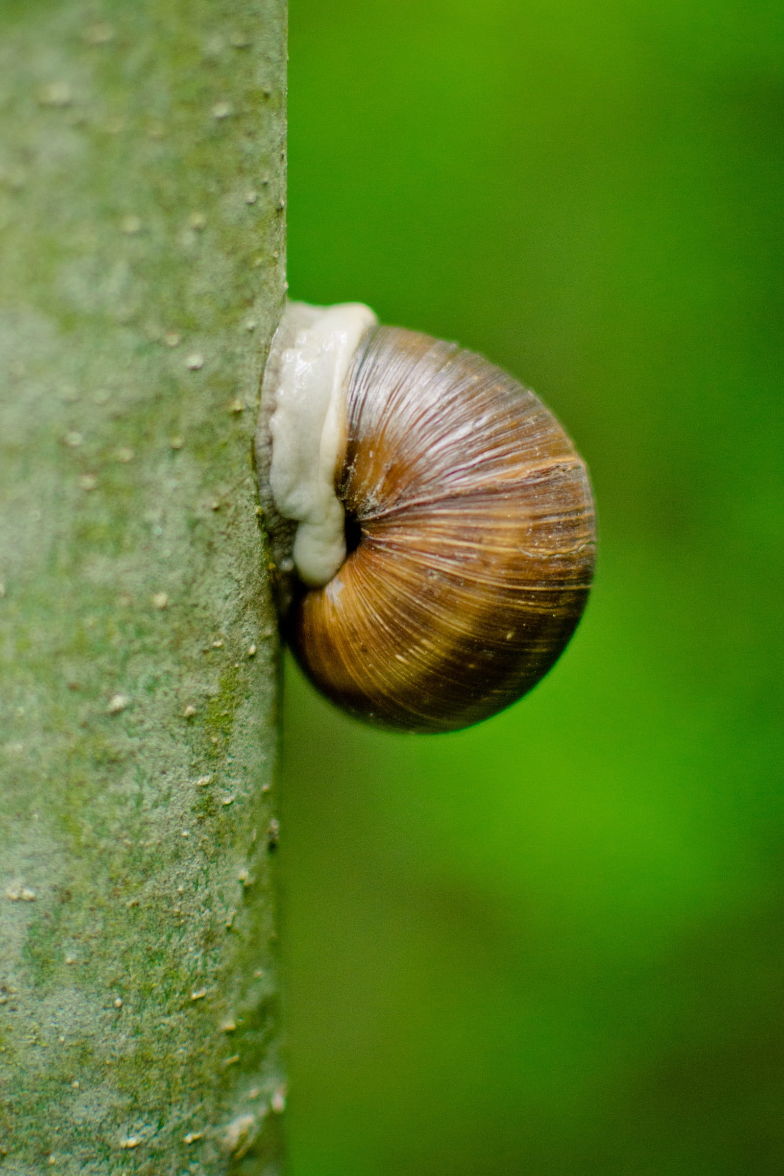 log, 1080P, no people, snail, beauty in nature, tree, insect, close-up, gastropod, mollusk, focus on foreground, invertebrate, tribe, animal, house snail, Phone HD Wallpaper