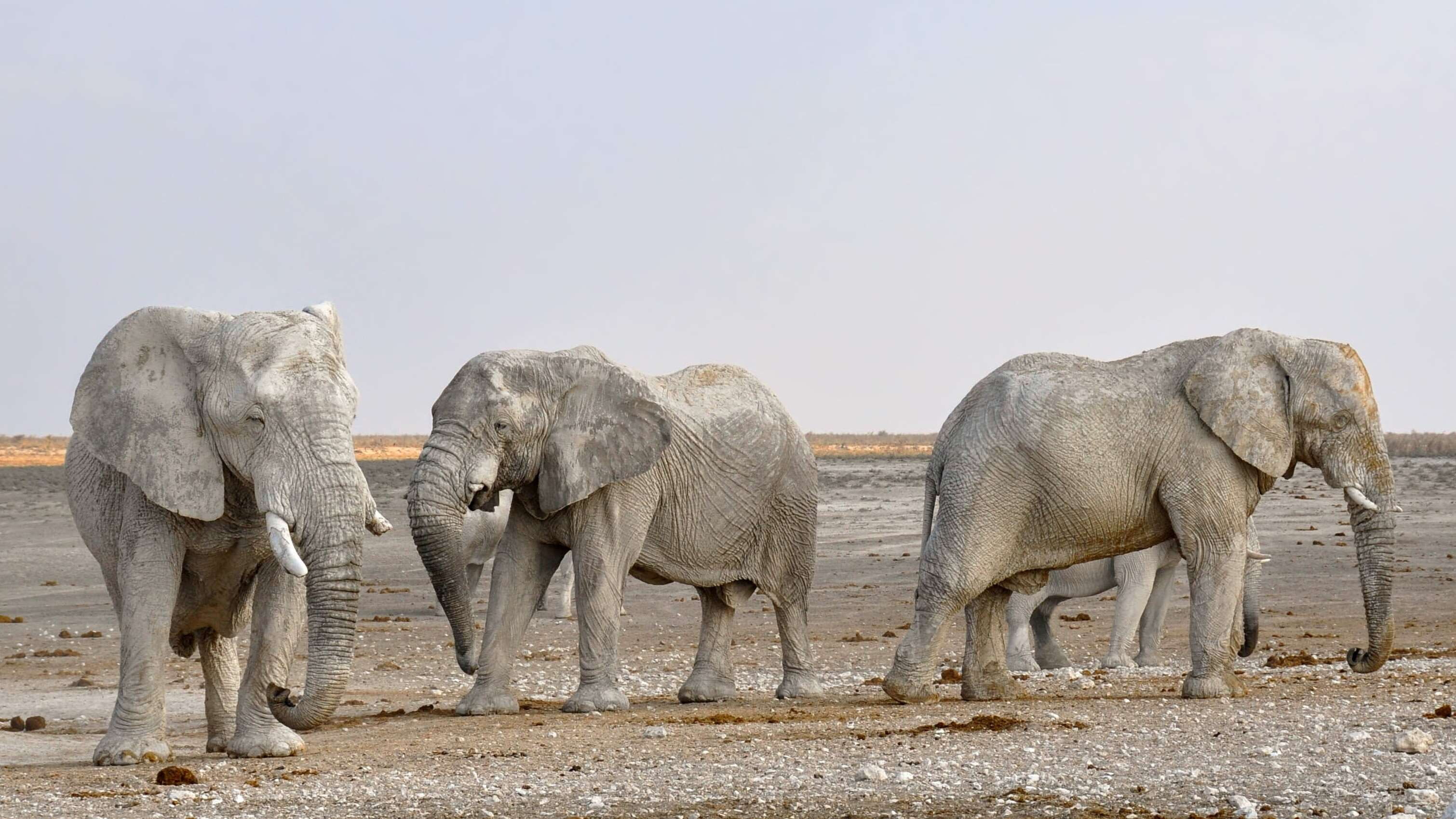 elephants, wild, zoo, day, no people, herd, travel, strong, dry, big, endangered, arid climate, outdoors, africa, animal family, wildlife, mammal, animals, HD Wallpaper