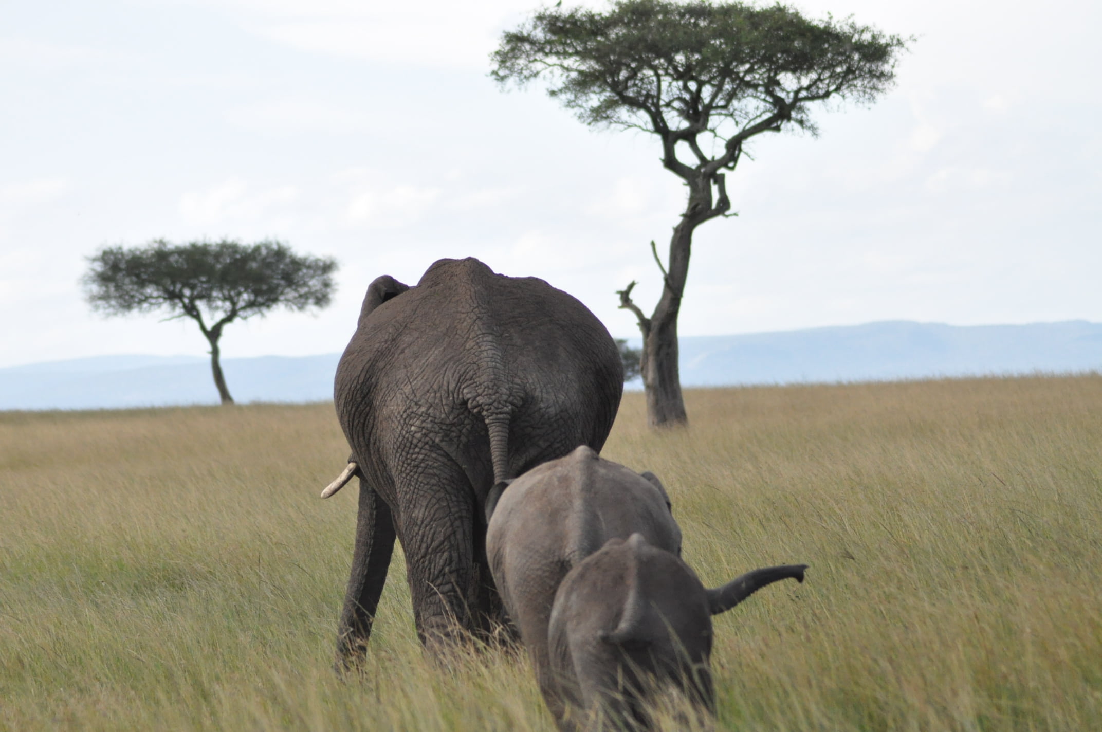 mammal, field, animal, vertebrate, national Park, animal wildlife, land, elephants, safari, animal trunk, animal family, african elephant, savannah, nature, HD Wallpaper