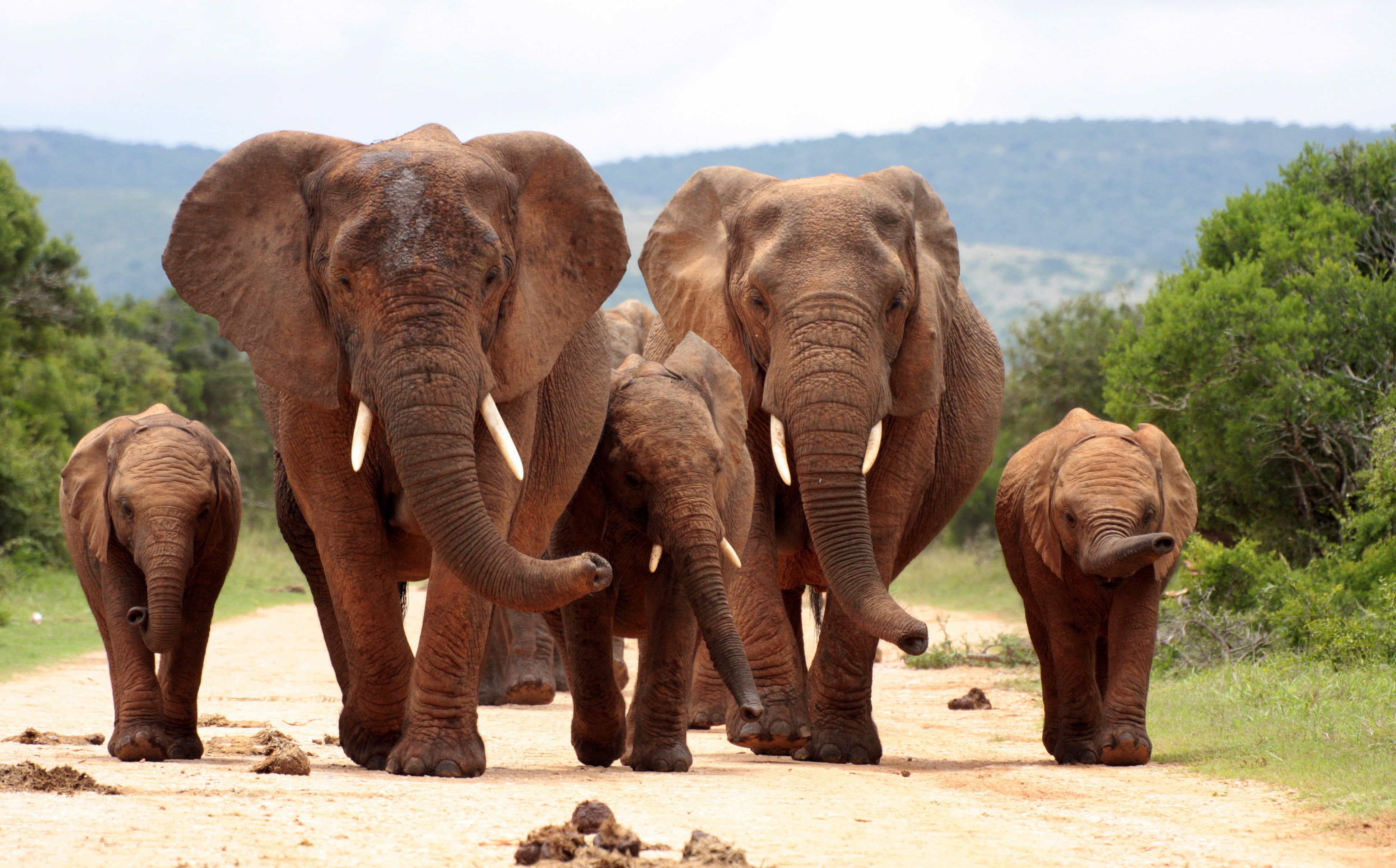 4K, mammals, elephant, animals, HD Wallpaper