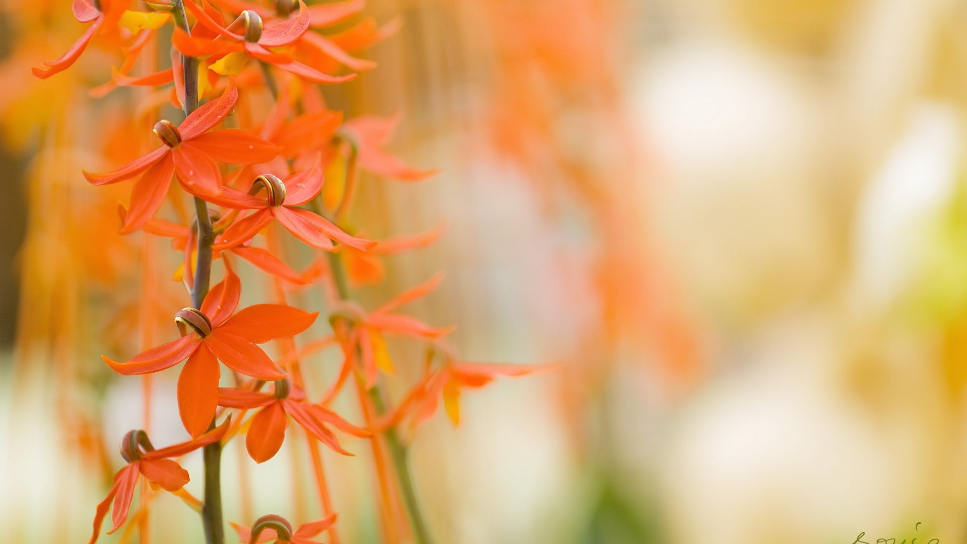 macro, autumn, selective focus, red, outdoors, natural condition, focus on foreground, change, growth, plant, nature, beauty in nature, fragility, vulnerability, HD Wallpaper