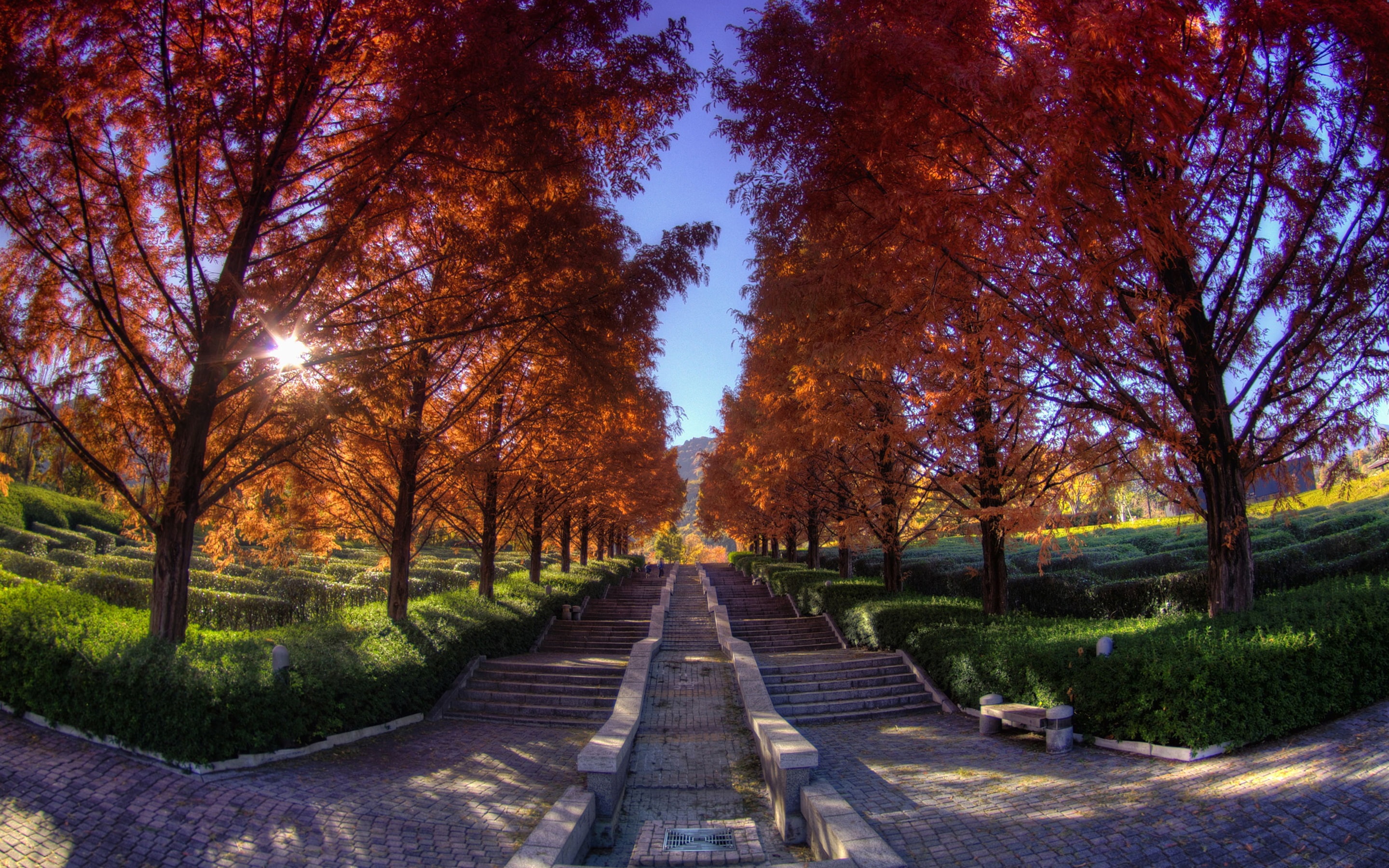 2K, Red, Leaves, Trees, Park, Japan, Stairs, HD Wallpaper