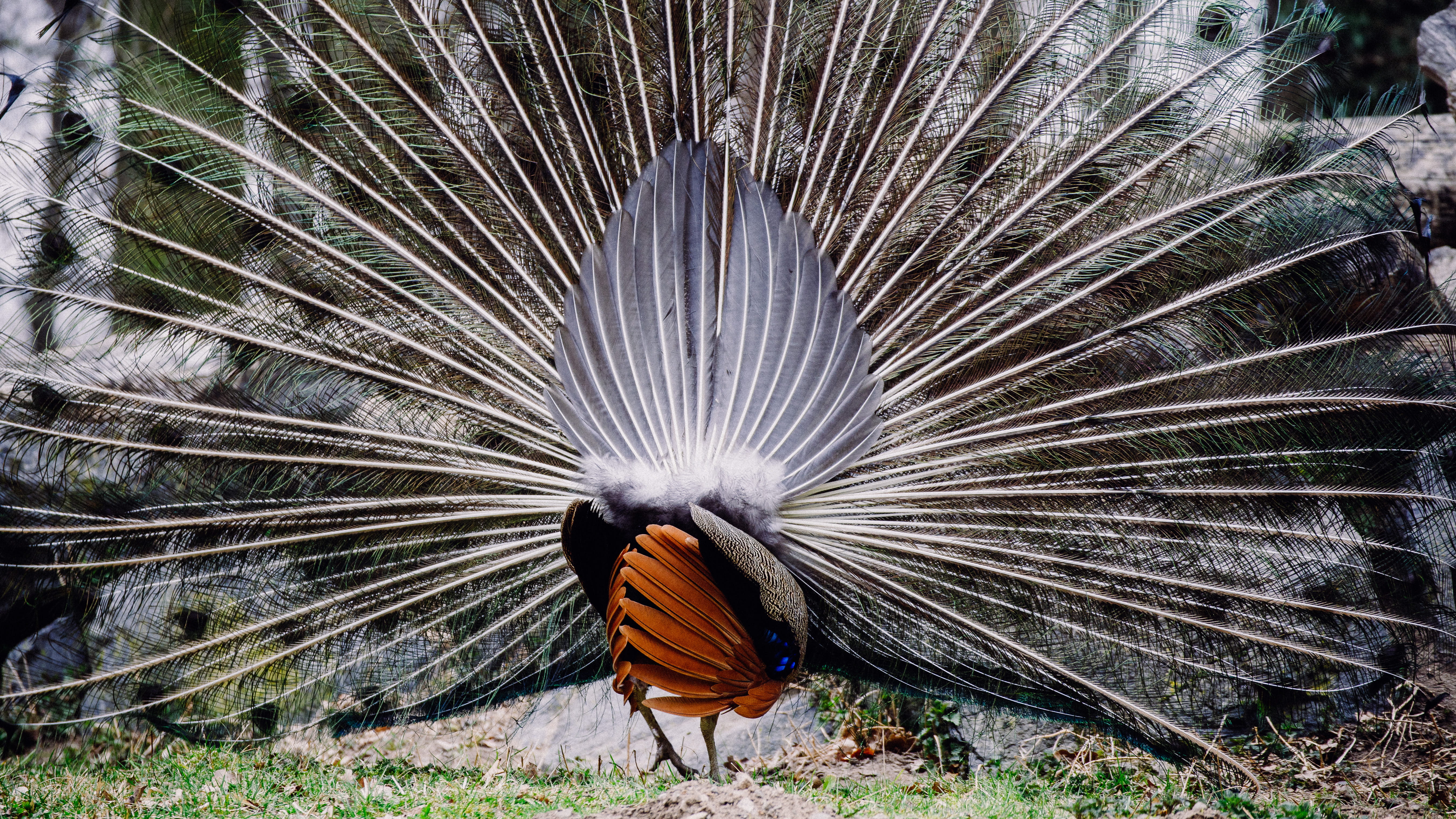 animal behavior, male animal, 5K, flying, wildpark alte fasanerie, animal themes, peacocks, feathers, one animal, outdoors, fanned out, day, no people, HD Wallpaper
