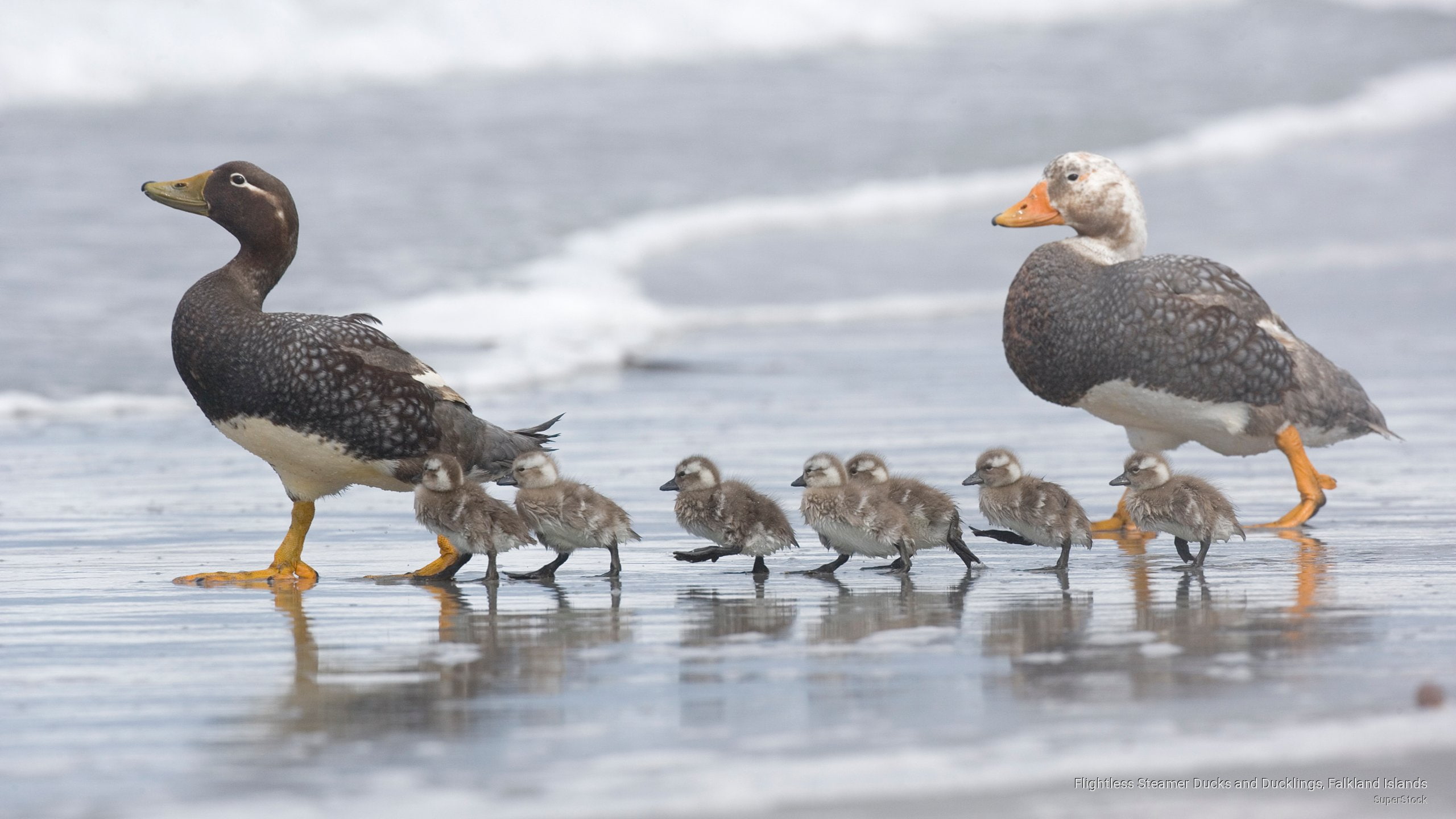 steamer, flightless, falkland, ducks, 2K, ducklings, Birds, islands, HD Wallpaper