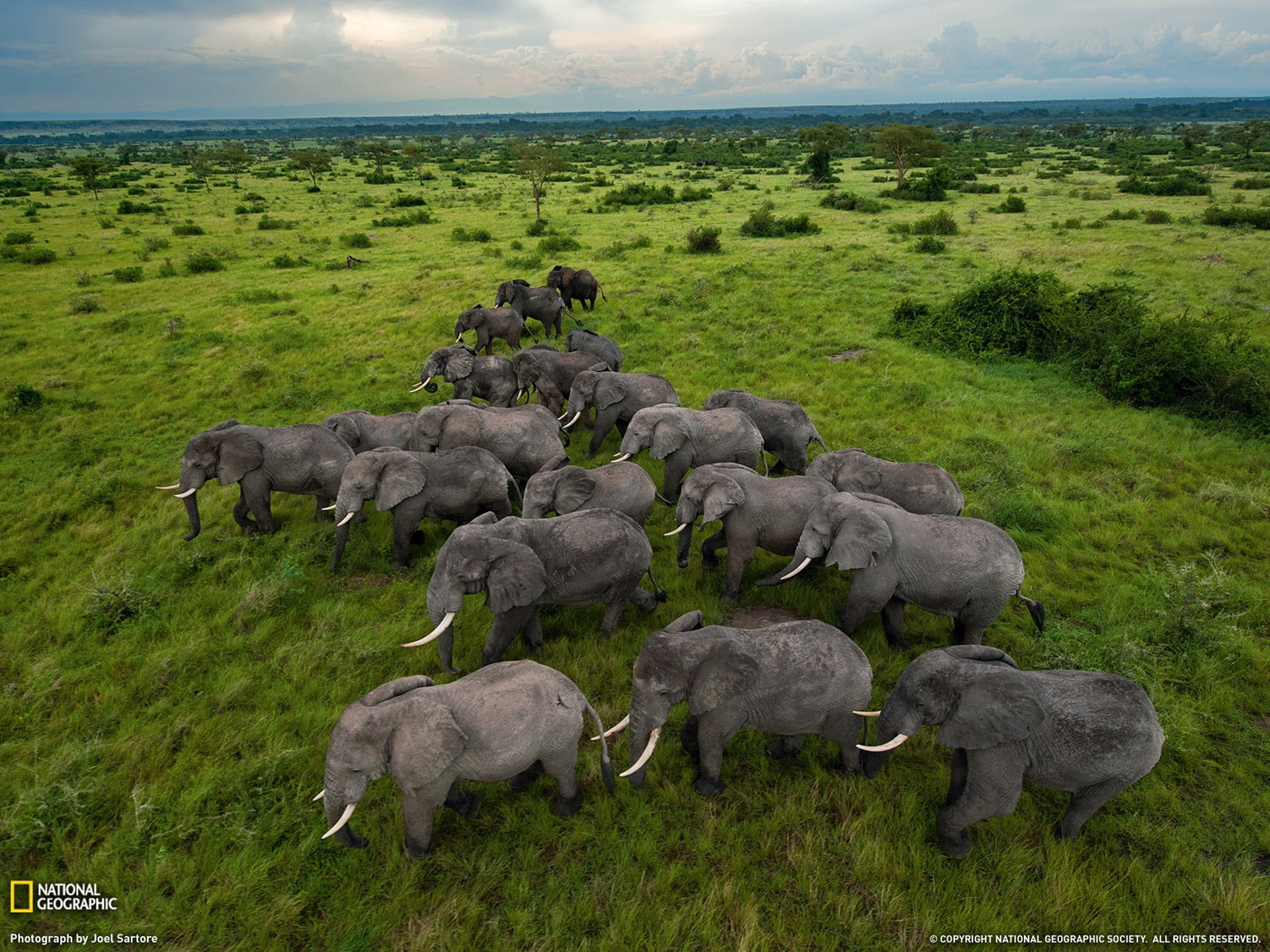 day, nature, grass, elephants, animal wildlife, best, 1080P, gray, green color, lot, wallpape, group of animals, beauty in nature, land, herbivorous, large group of animals, HD Wallpaper