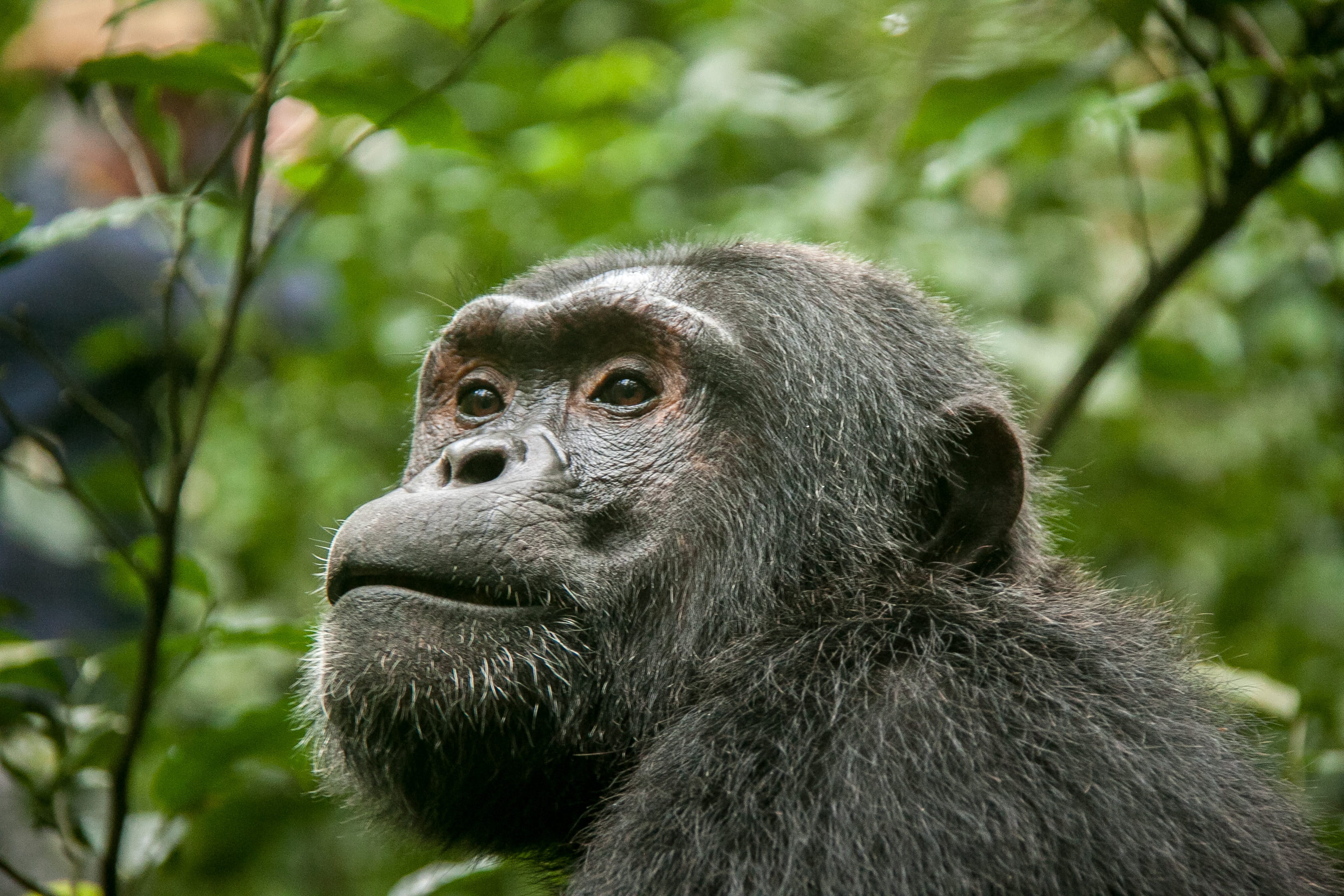 tropical rainforest, outdoors, primate, looking, vertebrate, animal themes, focus on foreground, land, profile view, animals in the wild, animal, kibale, HD Wallpaper