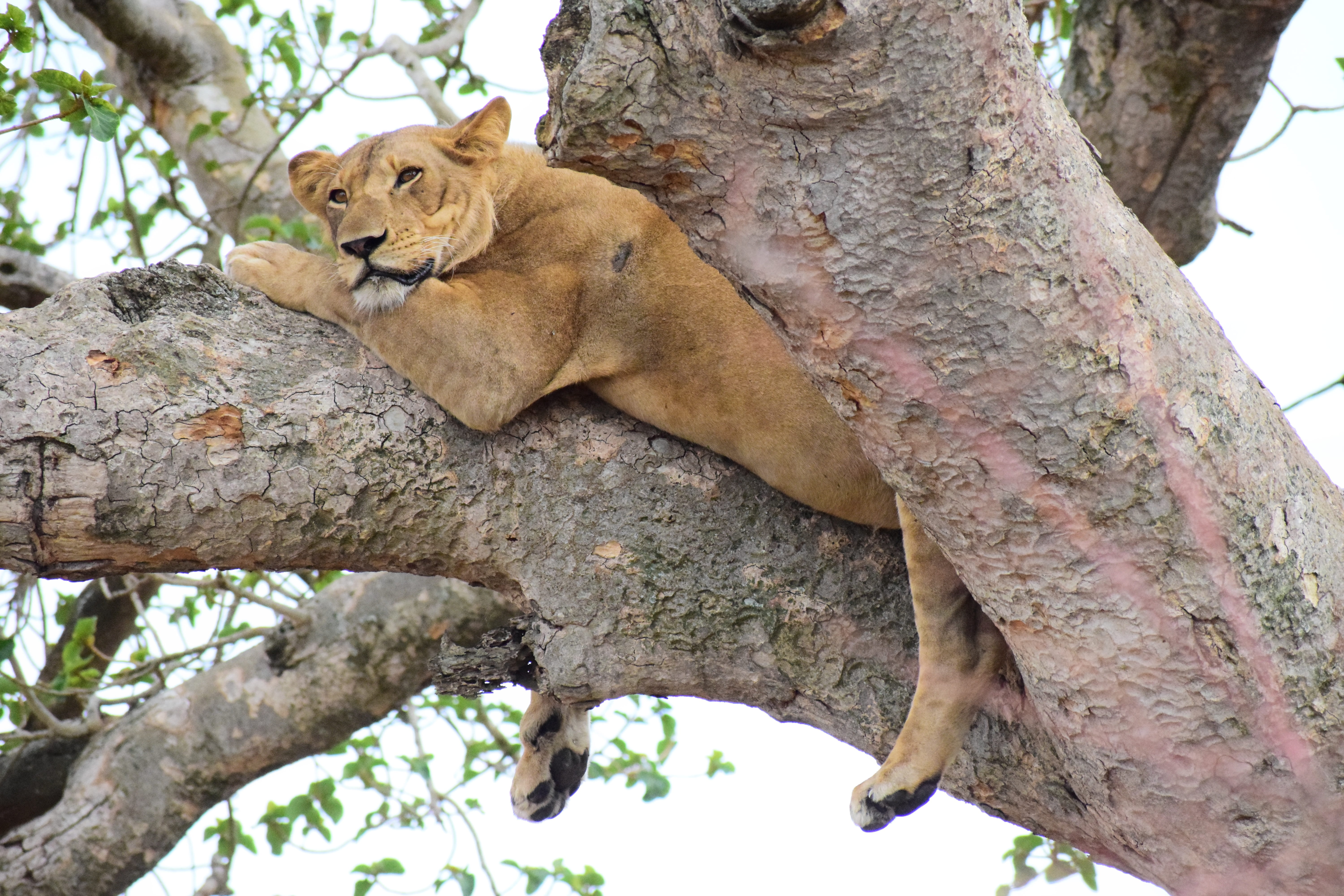 animal wildlife, tree climbing, animals in the wild, animal, tree, relaxation, cat, ishasha, mammal, branch, uganda, tree trunk, one animal, lioness, lion - feline, HD Wallpaper