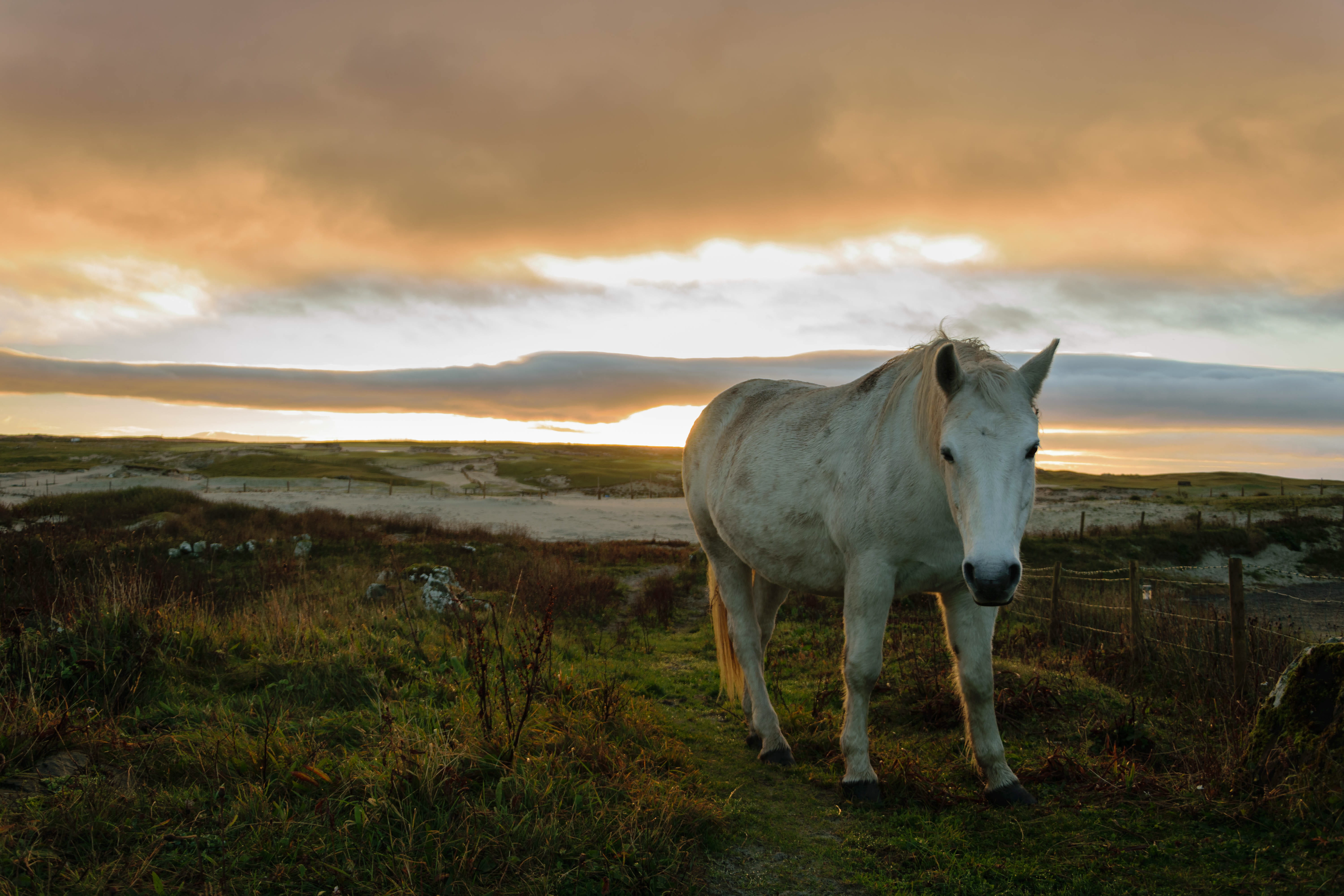 livestock, no people, plant, land, 5K, animal, cloud - sky, beauty in nature, sunset, grass, field, herbivorous, irland horse morning sun beach water ocean, HD Wallpaper