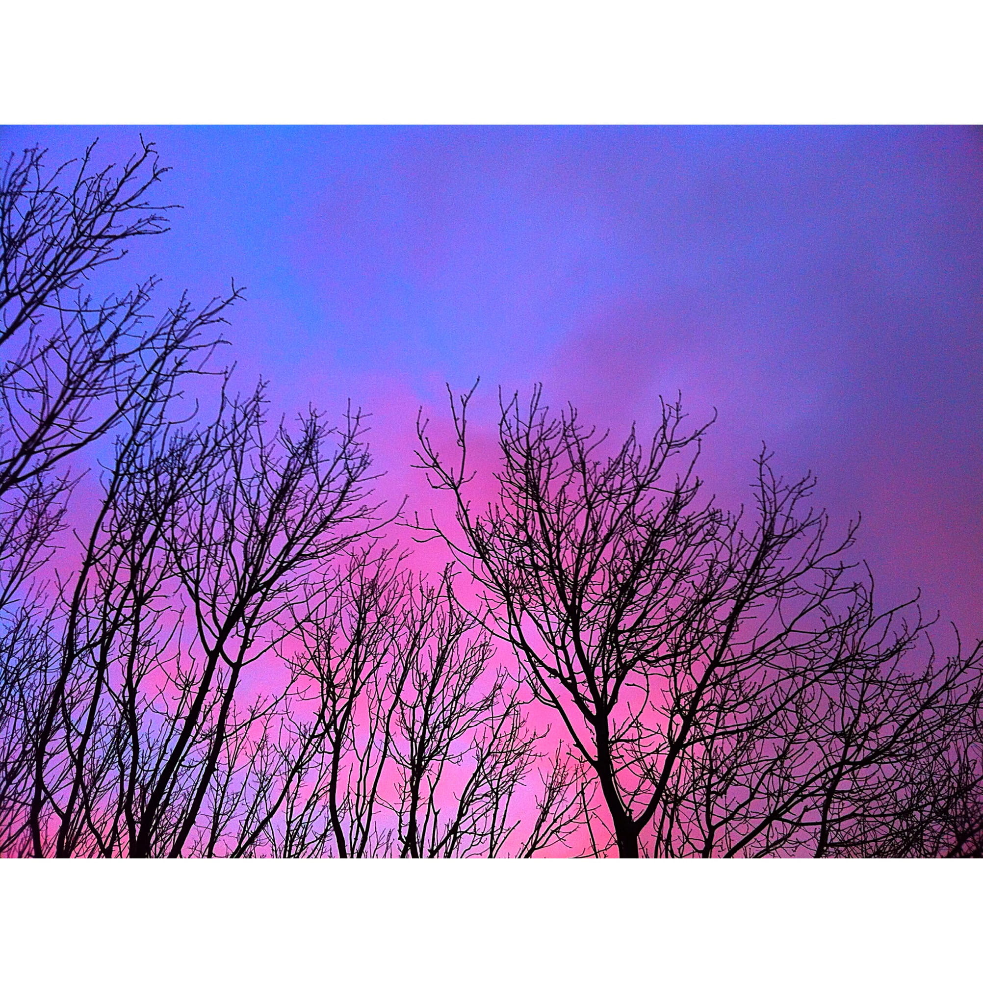 tranquility, pink, transfer print, tree, branch, scenics - nature, no people, rathfarnham castle, idyllic, plant, bare tree, sky, 1080P, beauty in nature, Phone HD Wallpaper