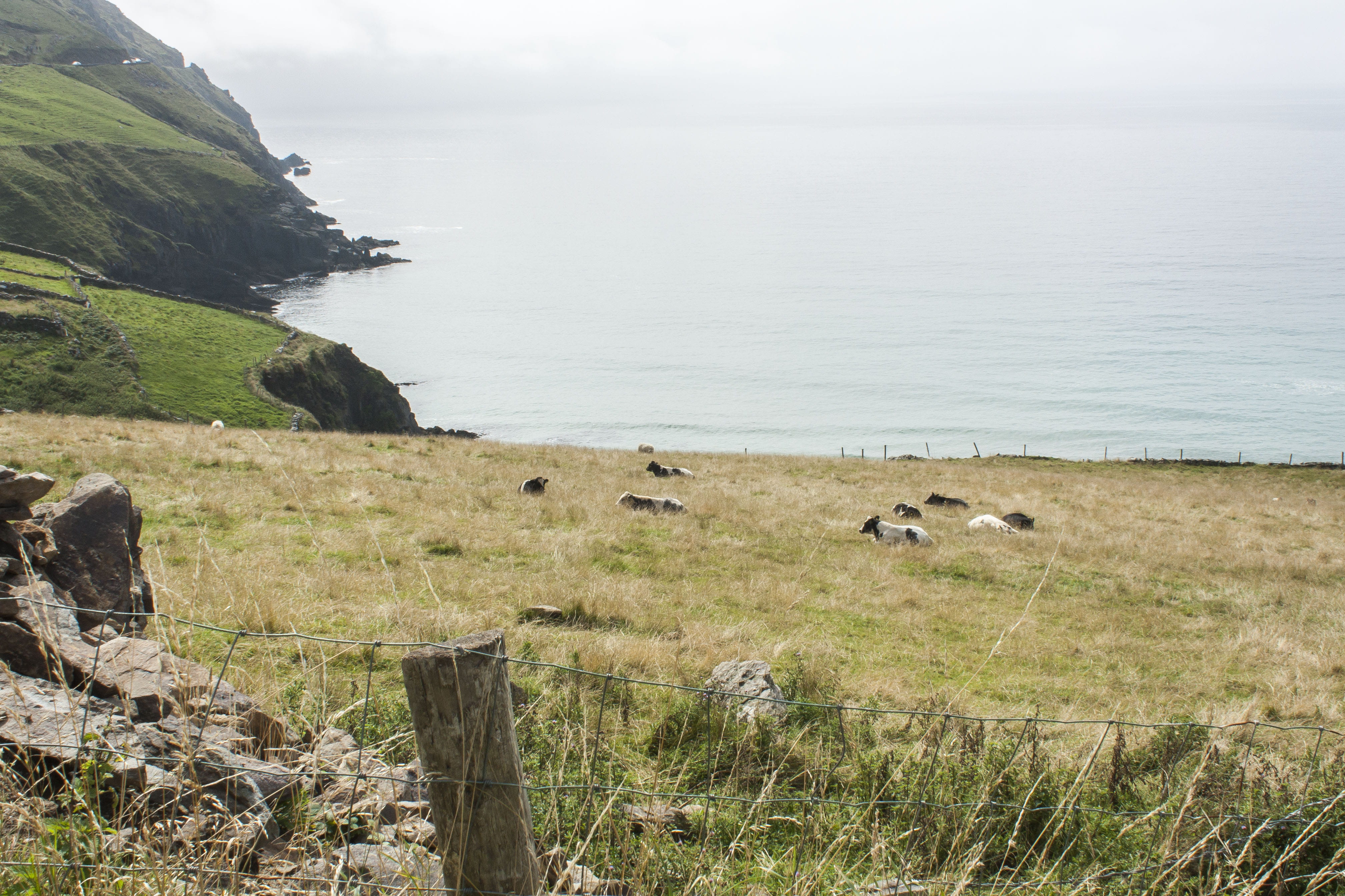 outdoors, animal themes, mammal, non-urban scene, coast, ireland, tranquil scene, rock - object, water, péninsule de dingle, grass, scenics - nature, land, HD Wallpaper