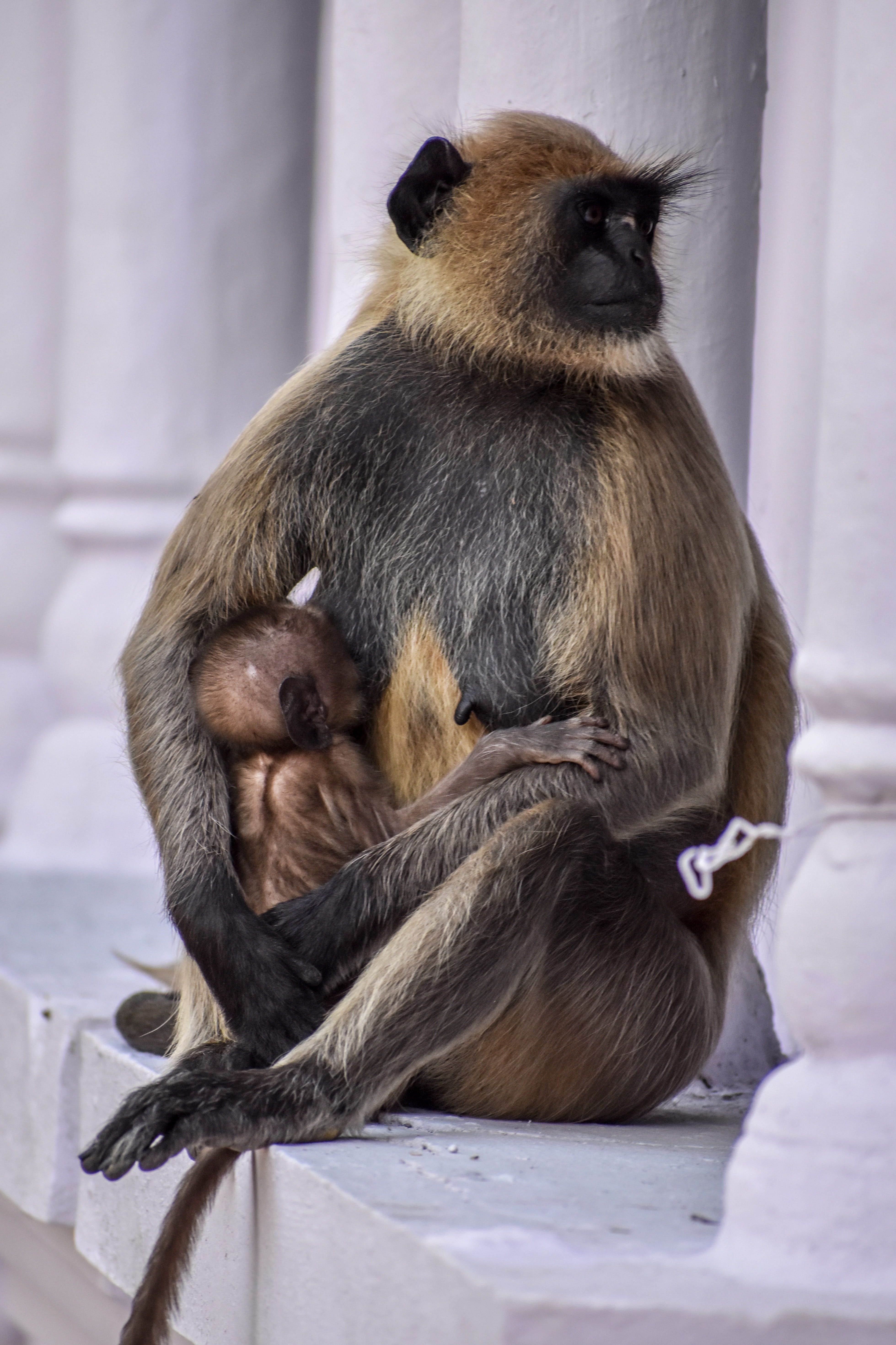 young animal, care, nikon, love, food, looking, vertebrate, wildlife, mammal, looking away, unsplash, india, animal family, wanderlust, natgeowild, animal, Phone HD Wallpaper