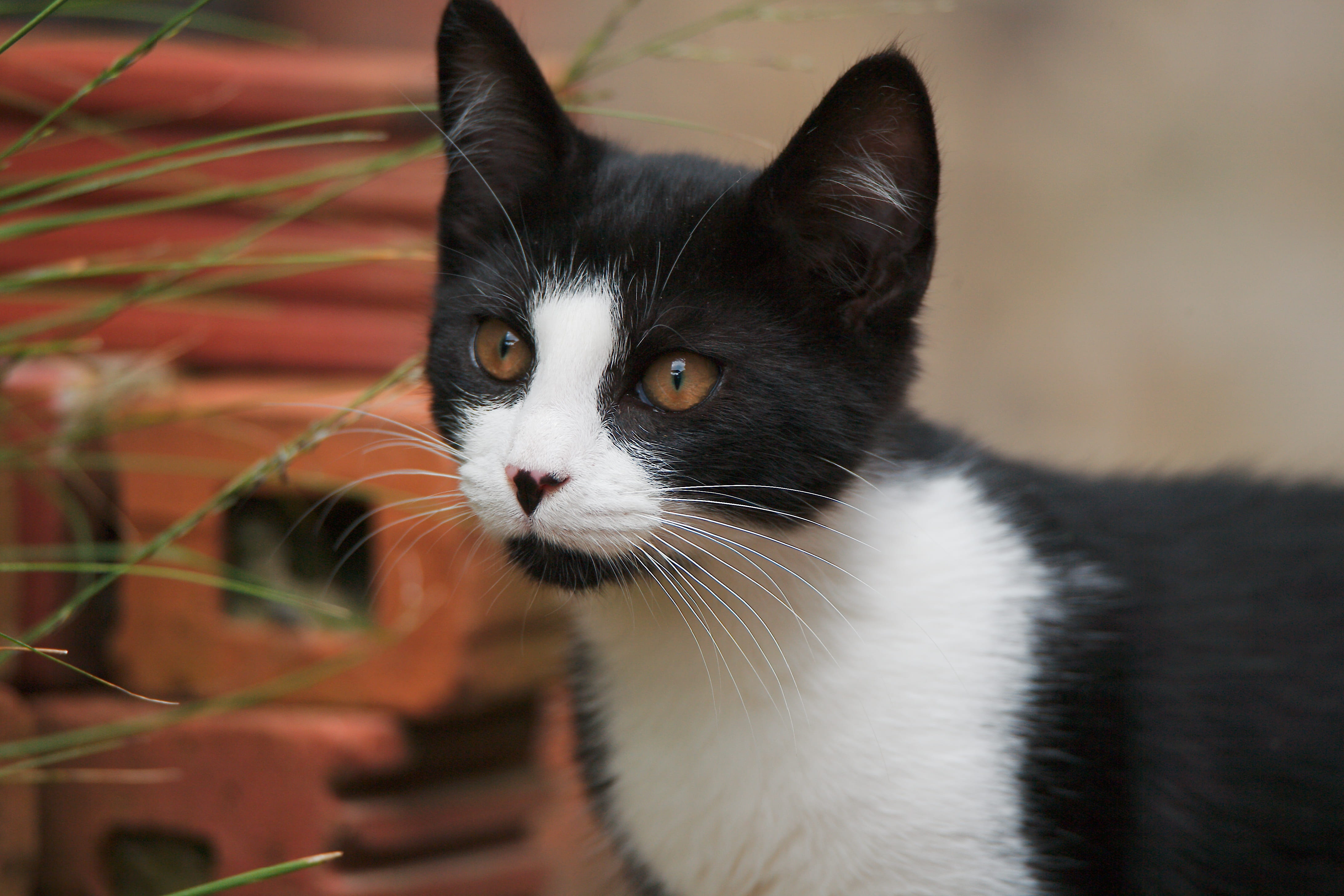 no people, indoors, domestic animals, leafed, animal head, close-up, pet, portrait, near, yellow eyes, animal themes, domestic, feline, animal body part, HD Wallpaper
