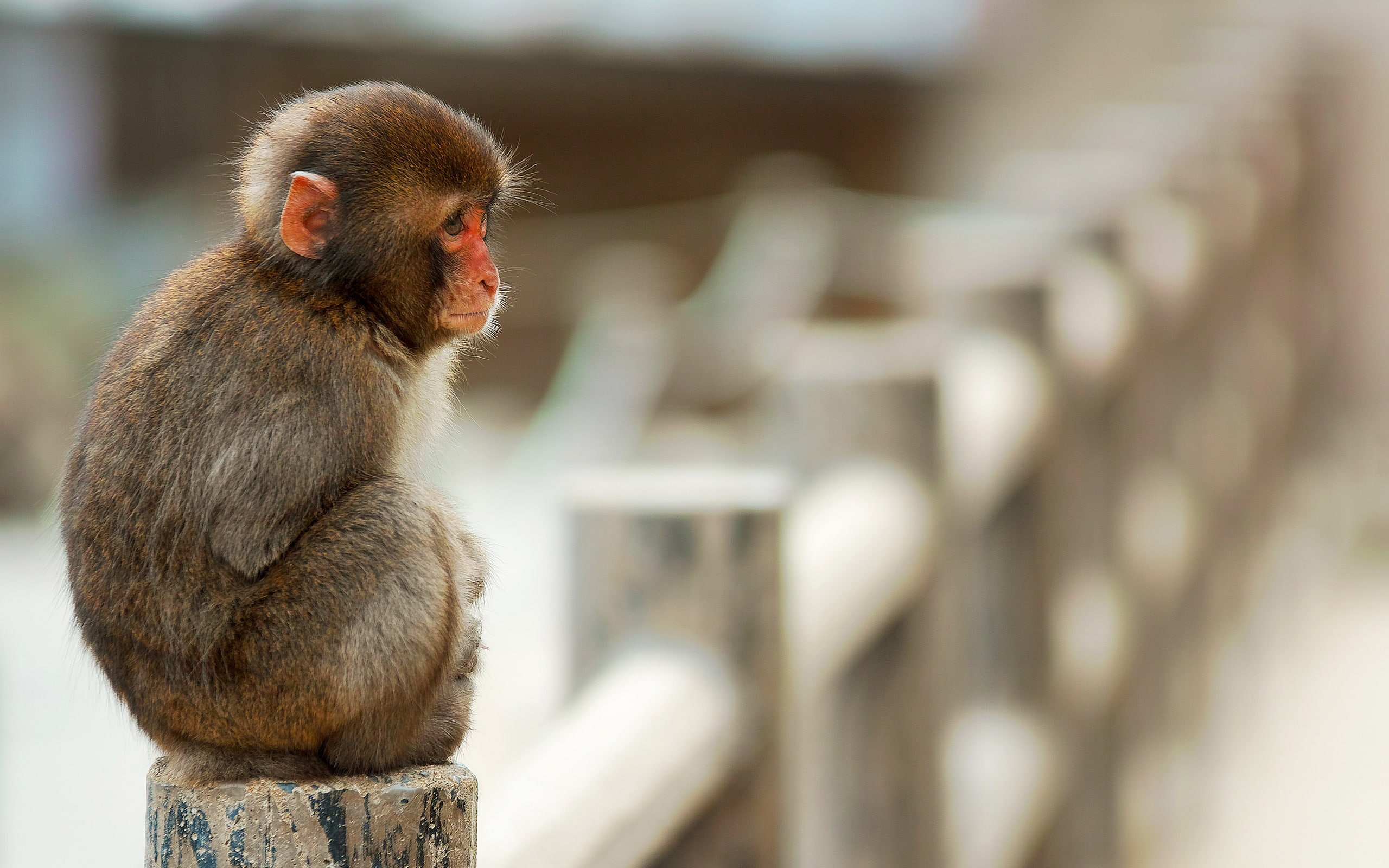 2K, Monkey, Sitting, brown, Fence, macaque, Stone, HD Wallpaper