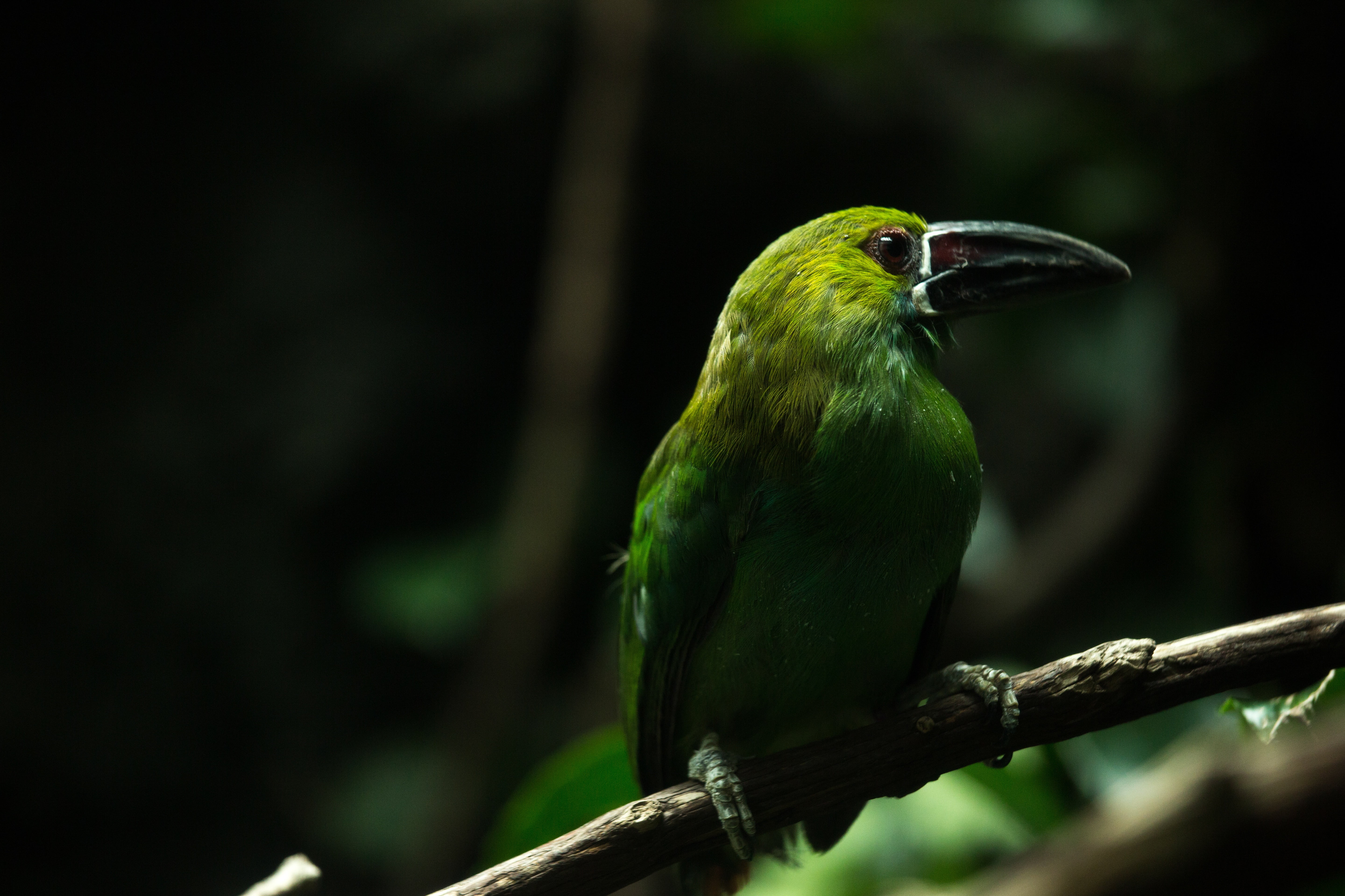 trunk, rainforest, 5K, close-up, no people, vertebrate, full length, one animal, tree, beak, branch, bird, selective, animal, nature, beauty in nature, HD Wallpaper