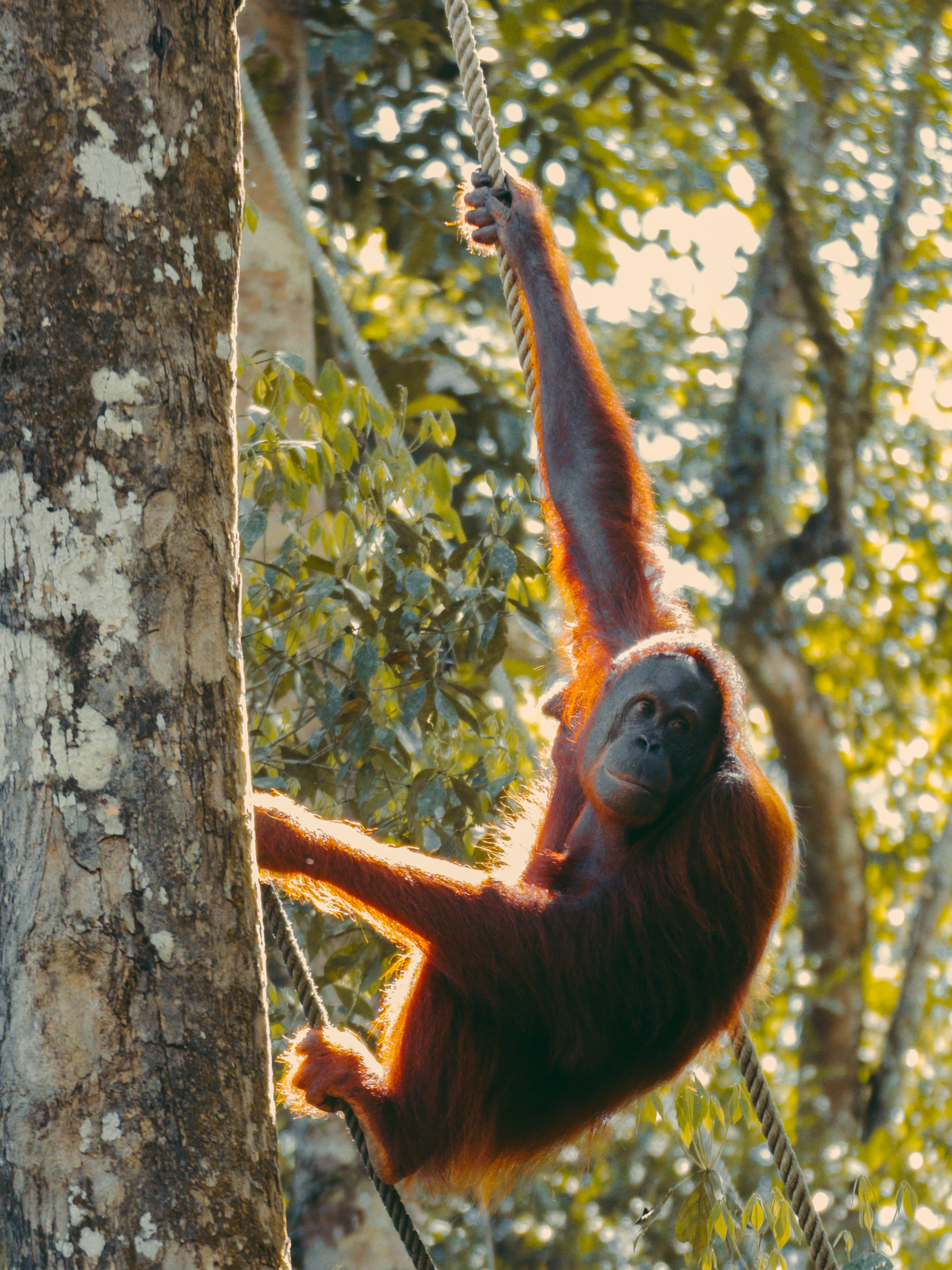 house, no people, orangutan, 4K, tree trunk, mammal, vertebrate, nature, sarawak, animal wildlife, one animal, animal, photography, tropical rainforest, Phone HD Wallpaper