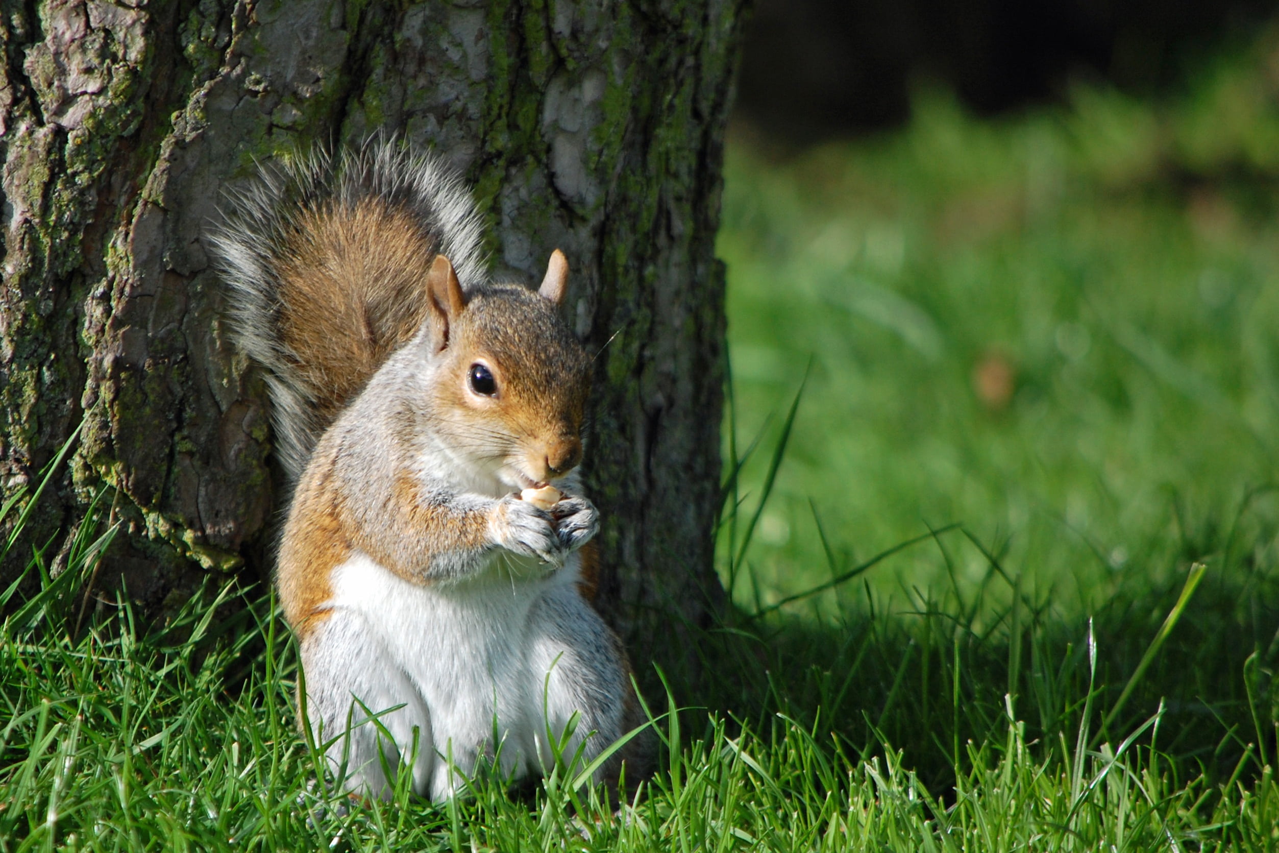 fur, brown, creature, rodent, wildlife, squirrel, plant, small, tail, animal, trunk, furry, food, one, eating nut, funny, no people, outdoors, green, natural, HD Wallpaper