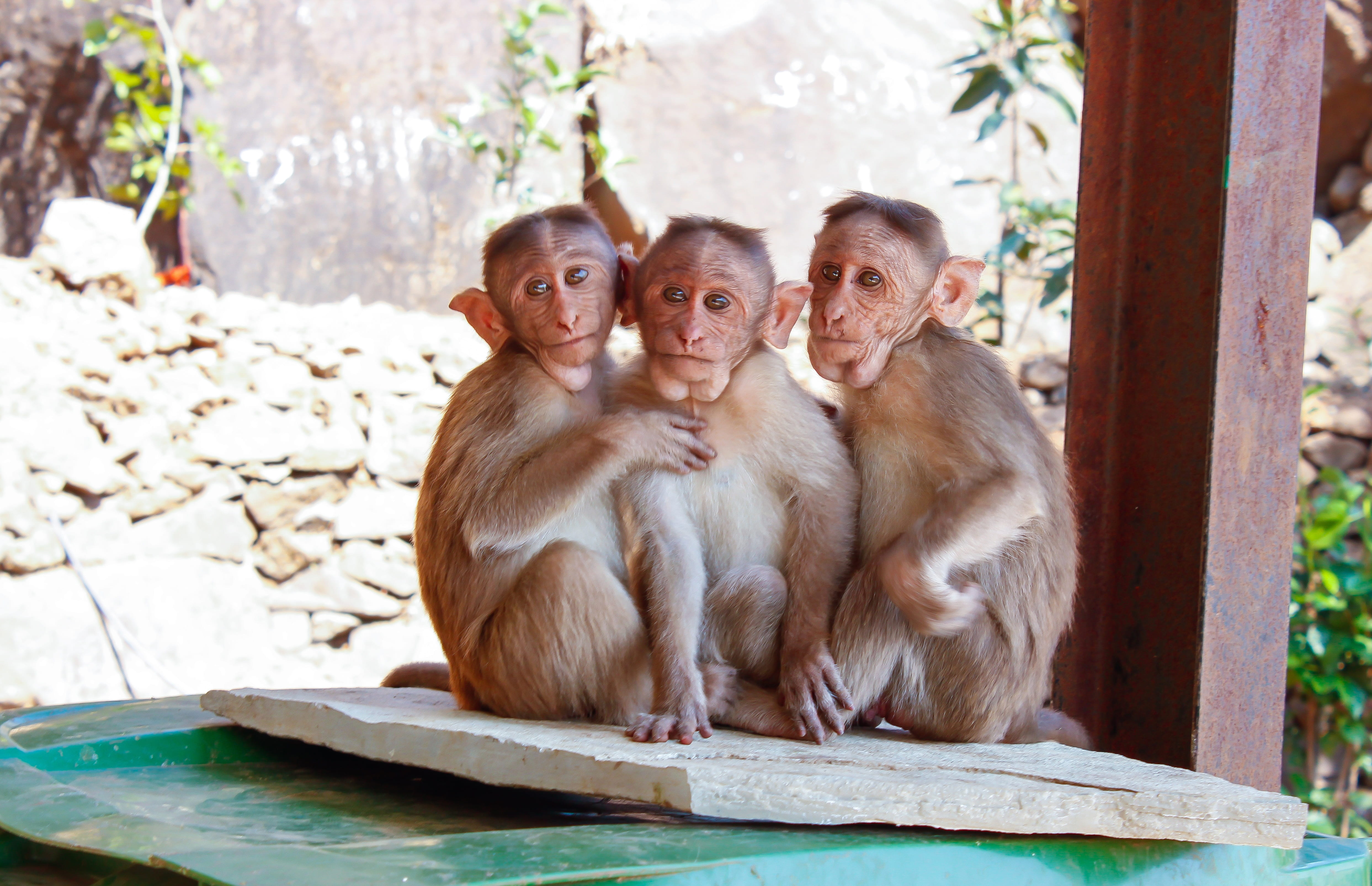 beam, family, sitting, animal, monkey mountain, mammal, blur, outdoors, animal family, others, tropical, next, jungle, rocks, vertebrate, cute, day, wood, HD Wallpaper