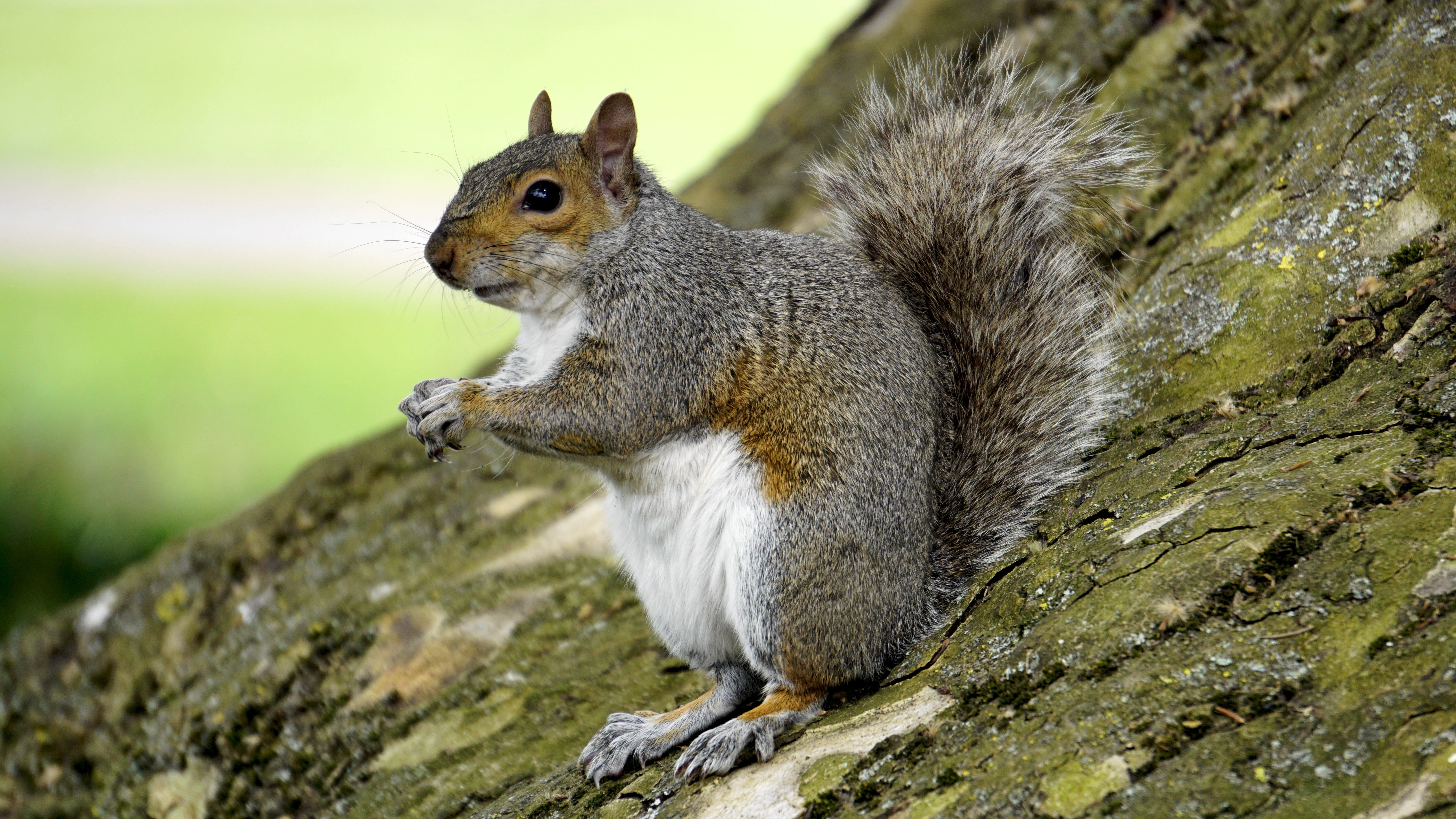 cute, profile view, one animal, focus on foreground, natural, 5K, fluffy, solid, head, animals in the wild, close-up, day, tree, eat, wood, close, outdoor, HD Wallpaper