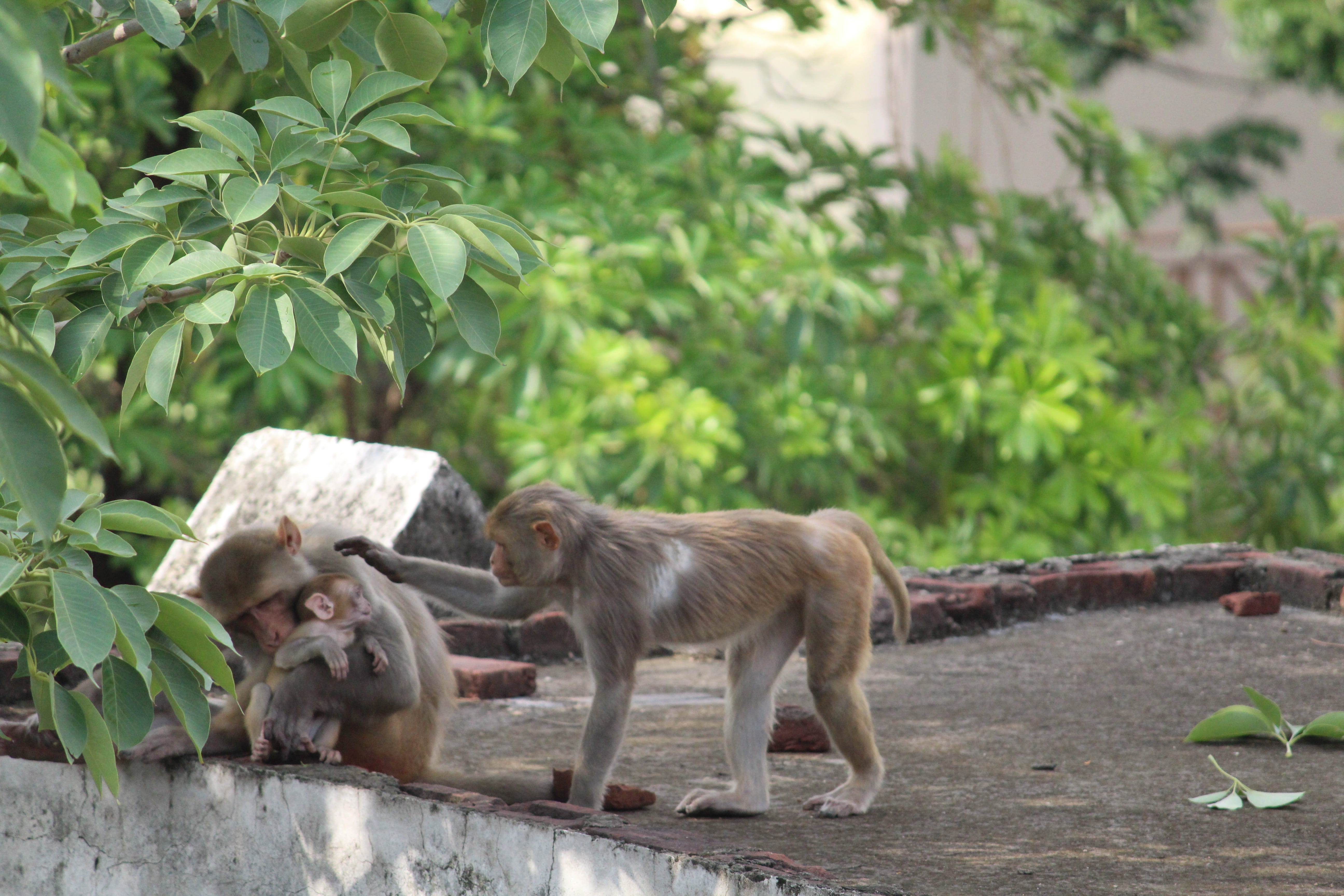zoo, group of animals, wildlife, animal themes, fur, design, ape, vertebrate, natural, monkey, young animal, animal family, herbivorous, character, plant, HD Wallpaper