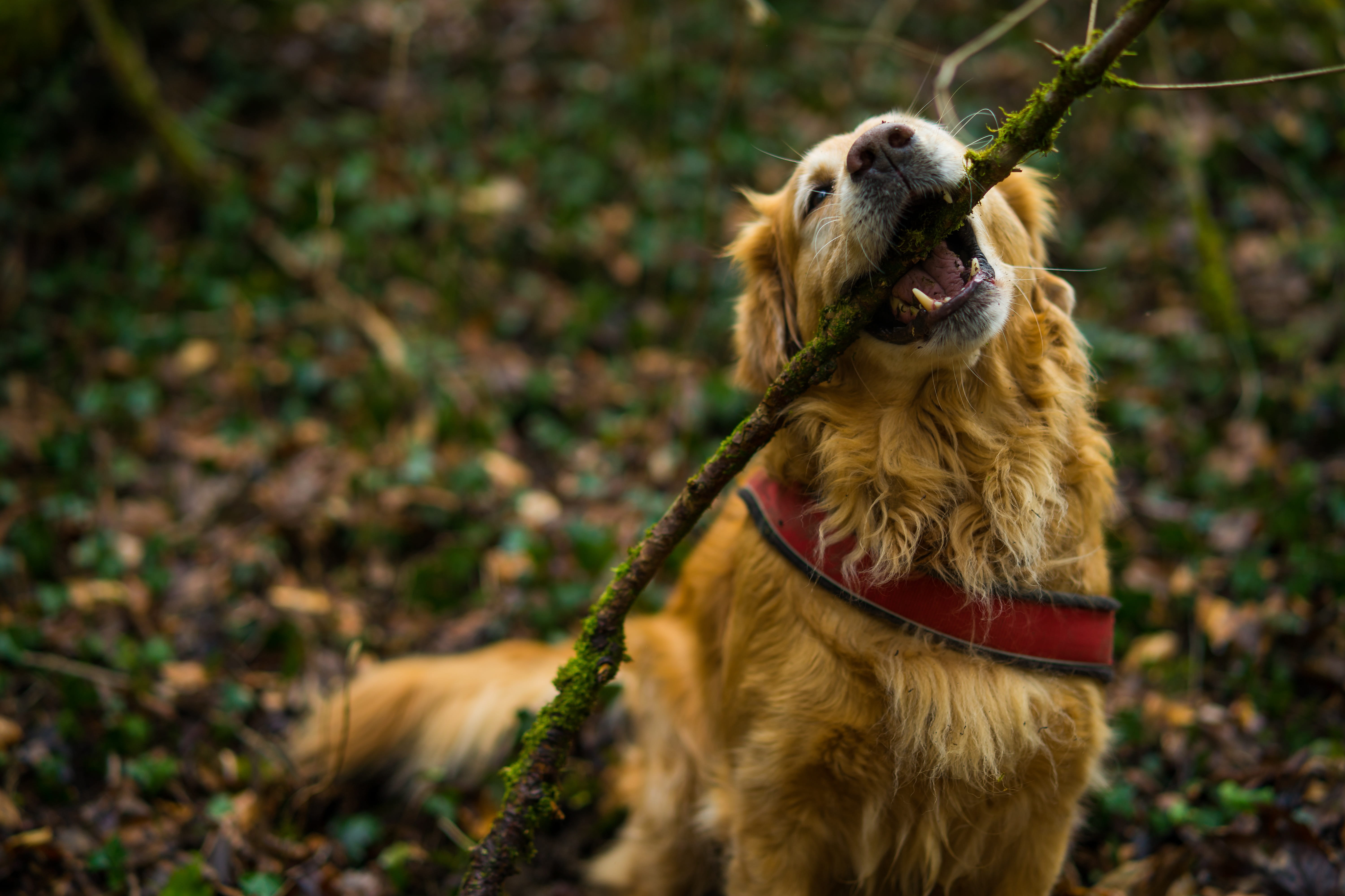 focus on foreground, view, animal body part, animal world, pets, eyes, domestic, golden retriever, land, carnivores, mammal, environment, dog, graceful, HD Wallpaper