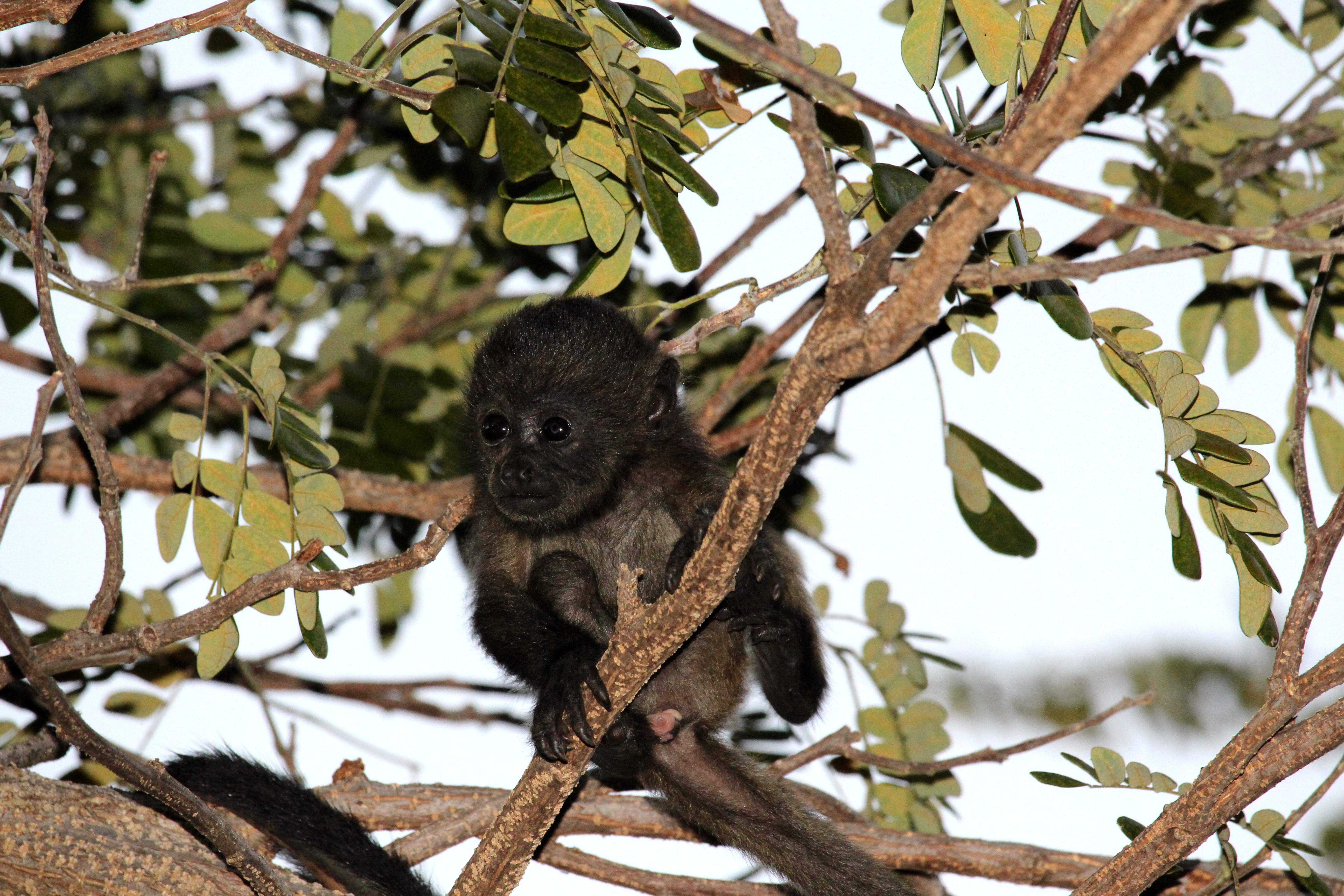 ape, animal wildlife, travel, eyes, day, forest, animal, focus on foreground, monkey, primate, animal themes, jungle, child, baby, outdoors, tropical, 5K, HD Wallpaper
