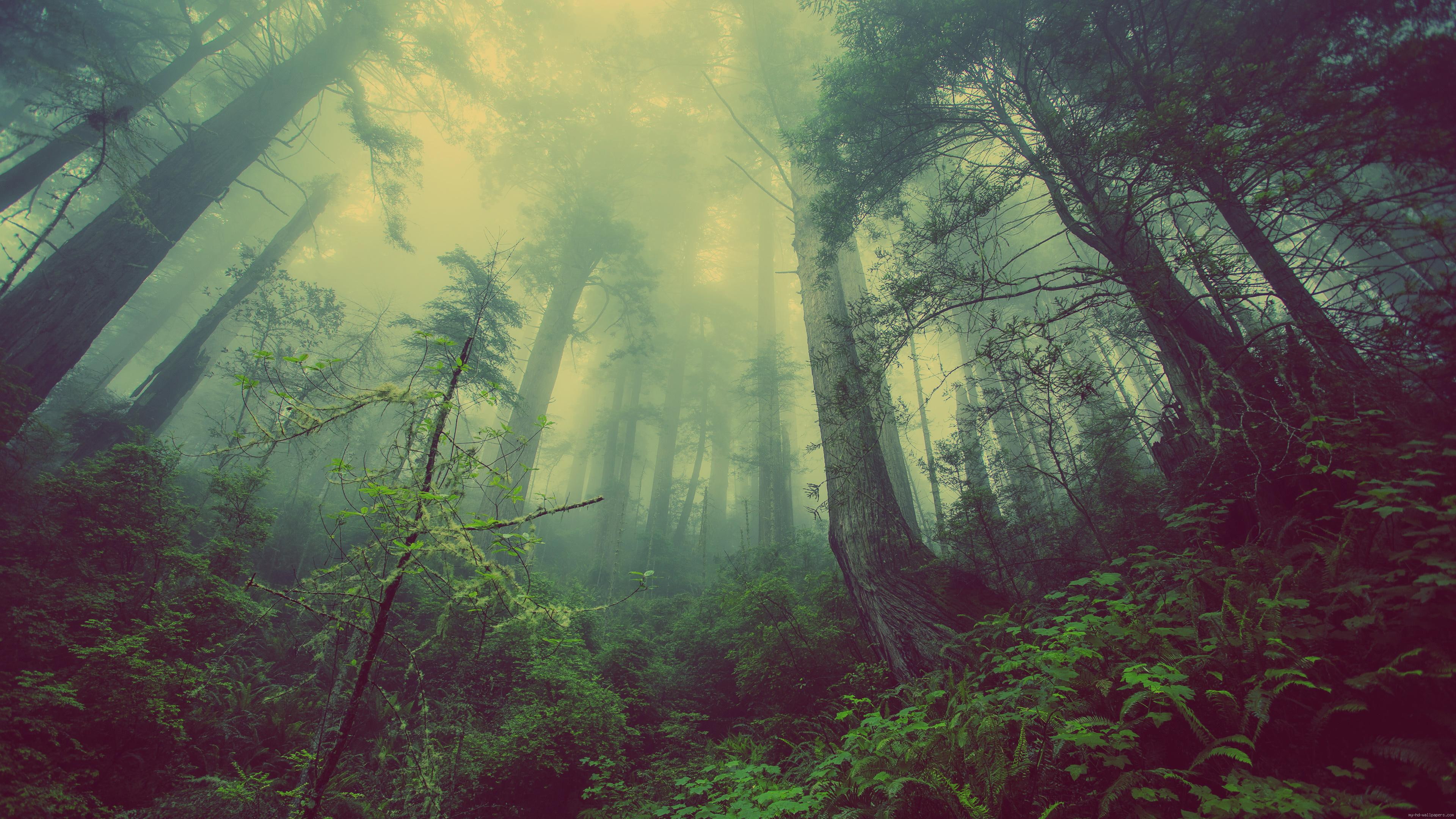 misty, green, nature, forest, mist, landscape, 4K, tree, HD Wallpaper