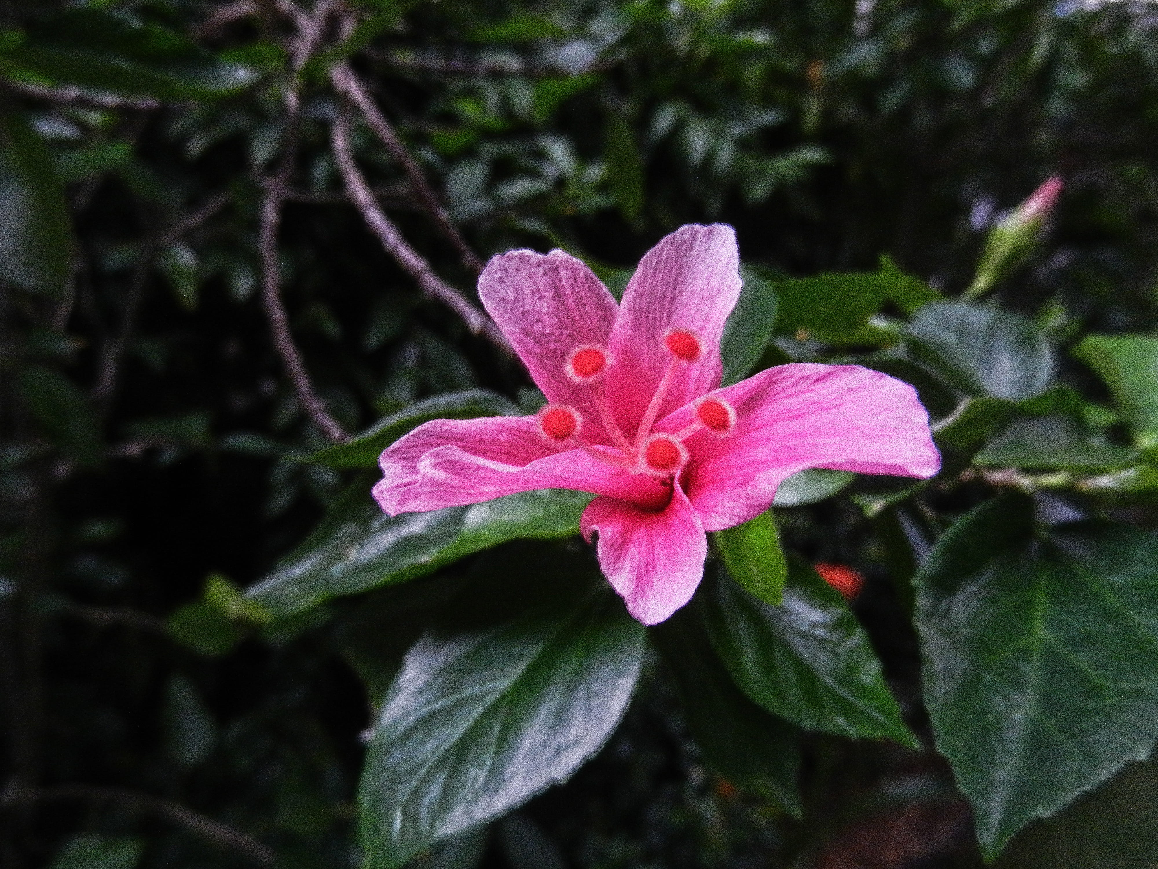 day, fragility, malaysia, flower head, pollen, freshness, pink color, beauty in nature, inflorescence, 4K, flower, growth, nature, batu ferringhi, close-up, HD Wallpaper