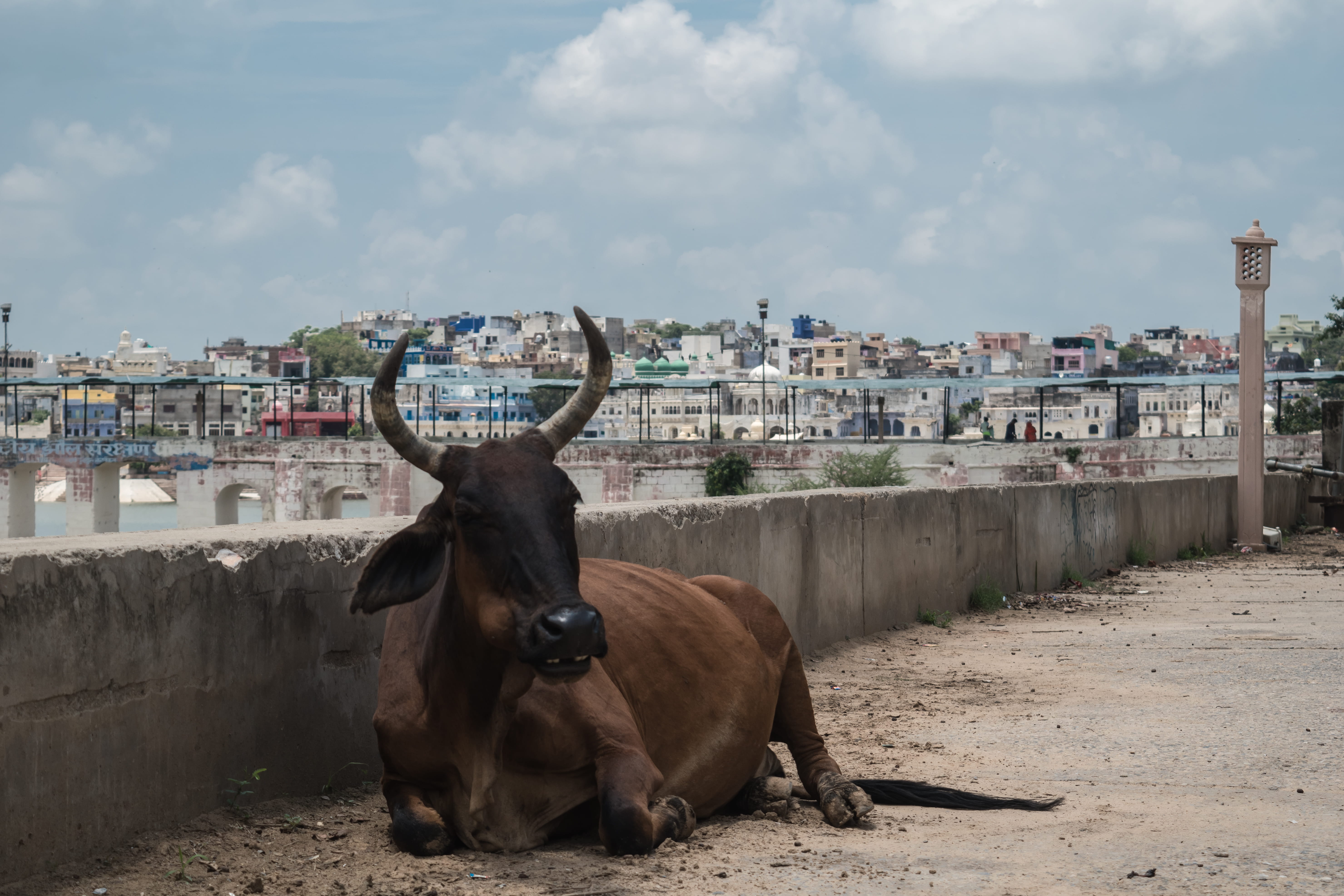 architecture, animal themes, animal, animal wildlife, no people, domestic animals, cloud - sky, elcarito, built structure, building exterior, mammal, nature, HD Wallpaper
