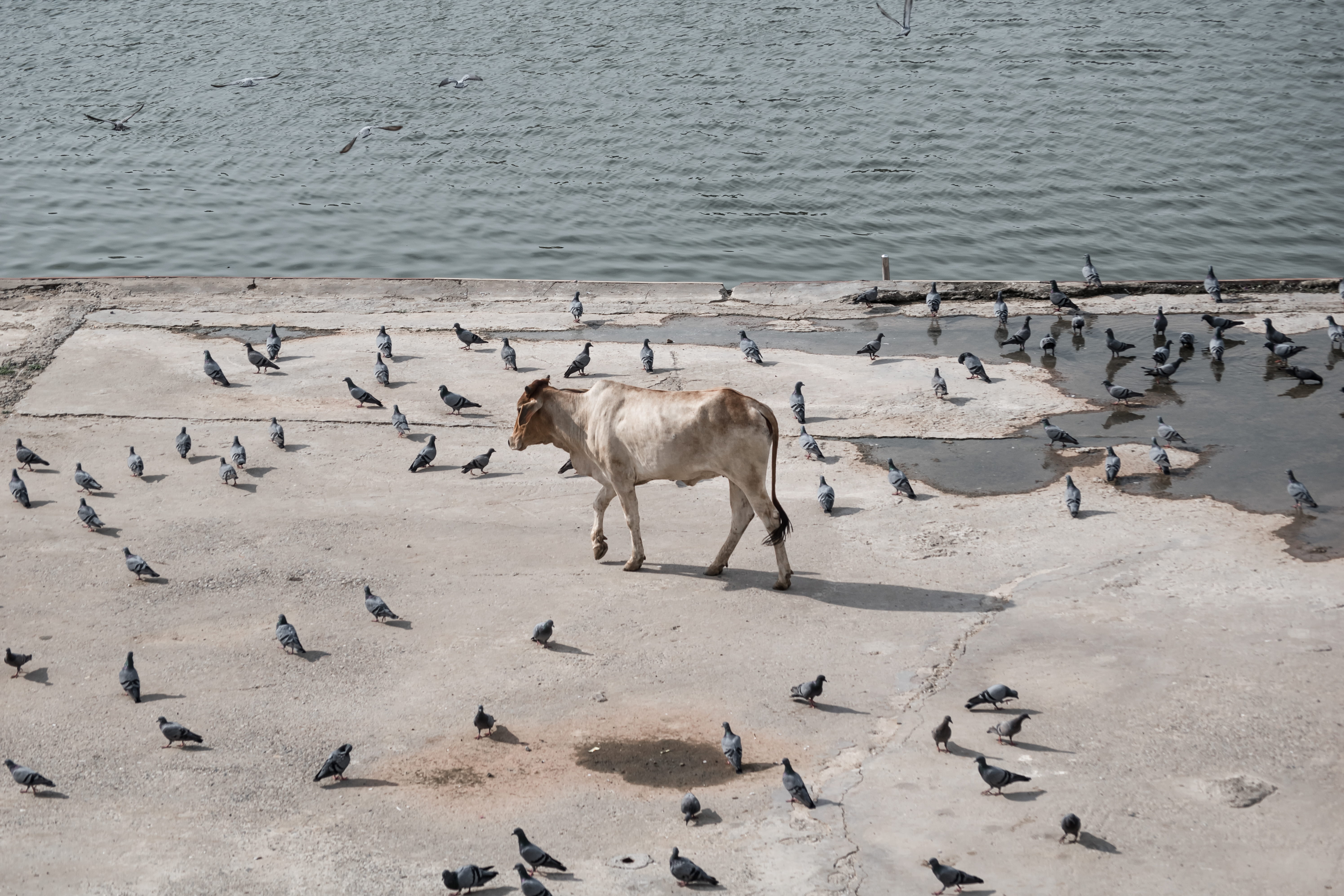animals in the wild, elcarito, pigeon, cow, land, mammal, animal, pushkar lake, indian, day, lake, beauty in nature, group of animals, nature, livestock, HD Wallpaper