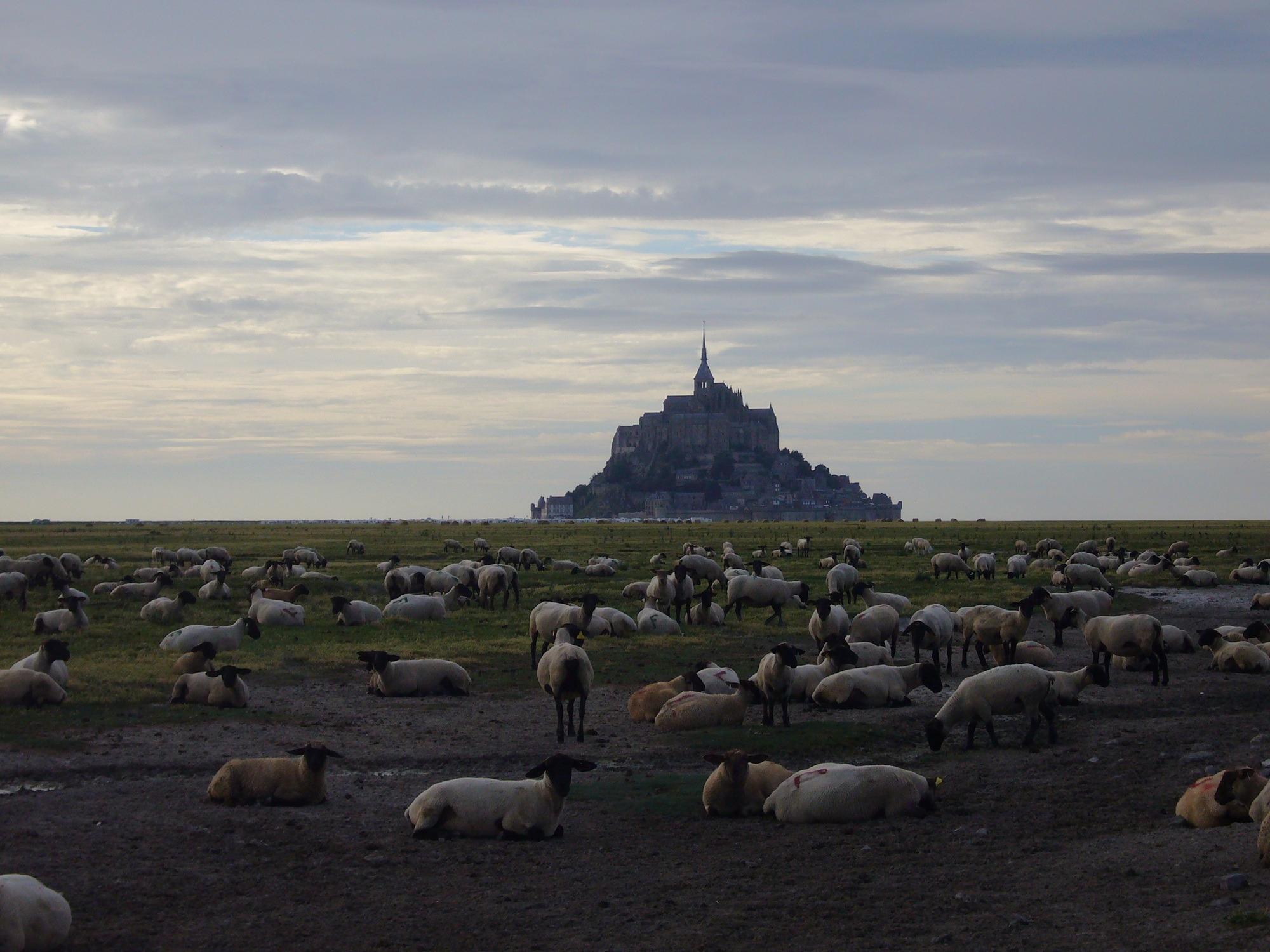 large group of animals, beauty in nature, places of interest, cloud - sky, atmospheric, daytime, animal themes, architecture, travel destinations, mont st michel, HD Wallpaper