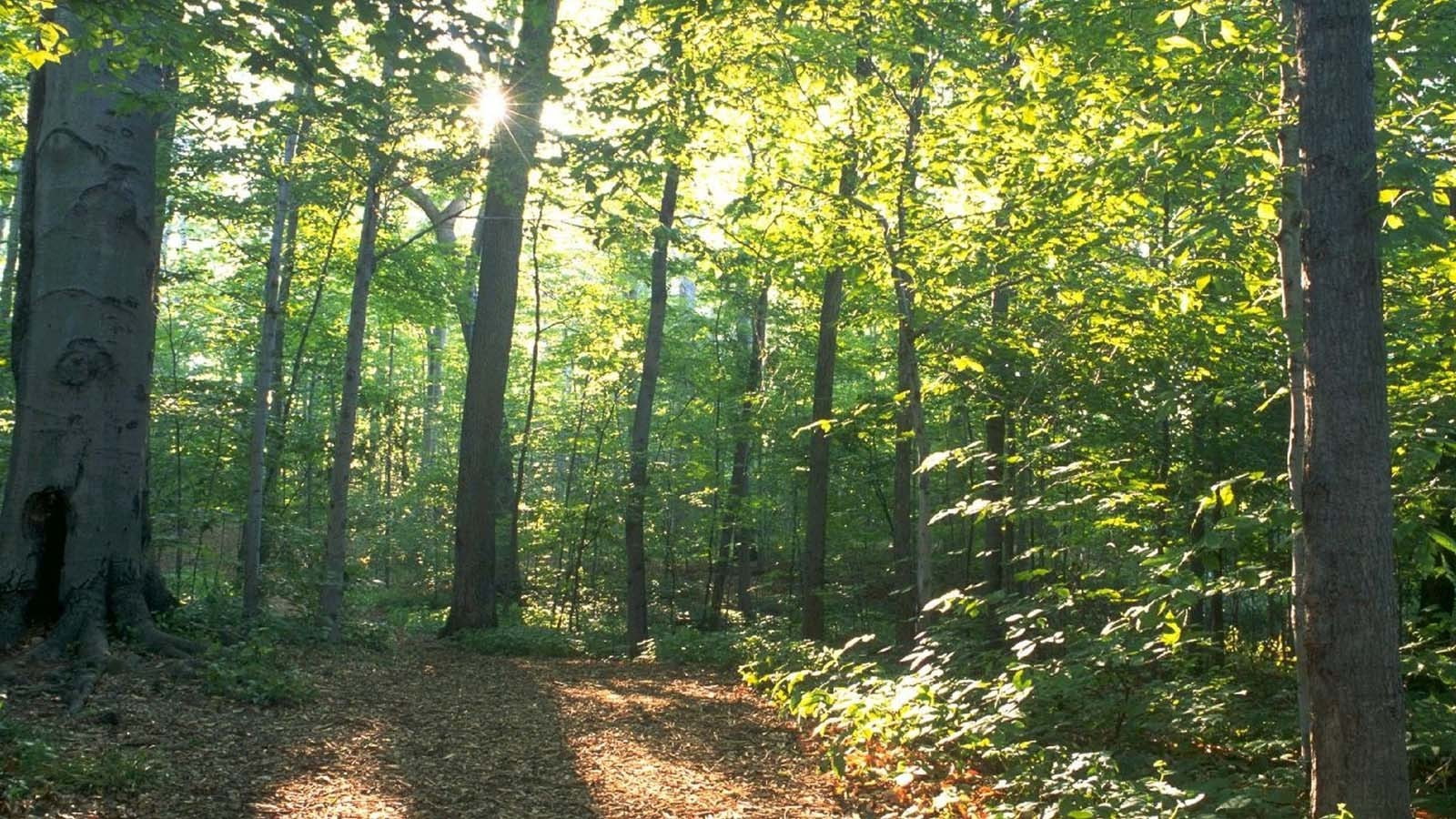 green color, lush foliage, sunlight, growth, streaming, tree trunk, tranquil scene, idyllic, tree, woodland, Mormon, forest, day, The Sacred Grove, land, HD Wallpaper