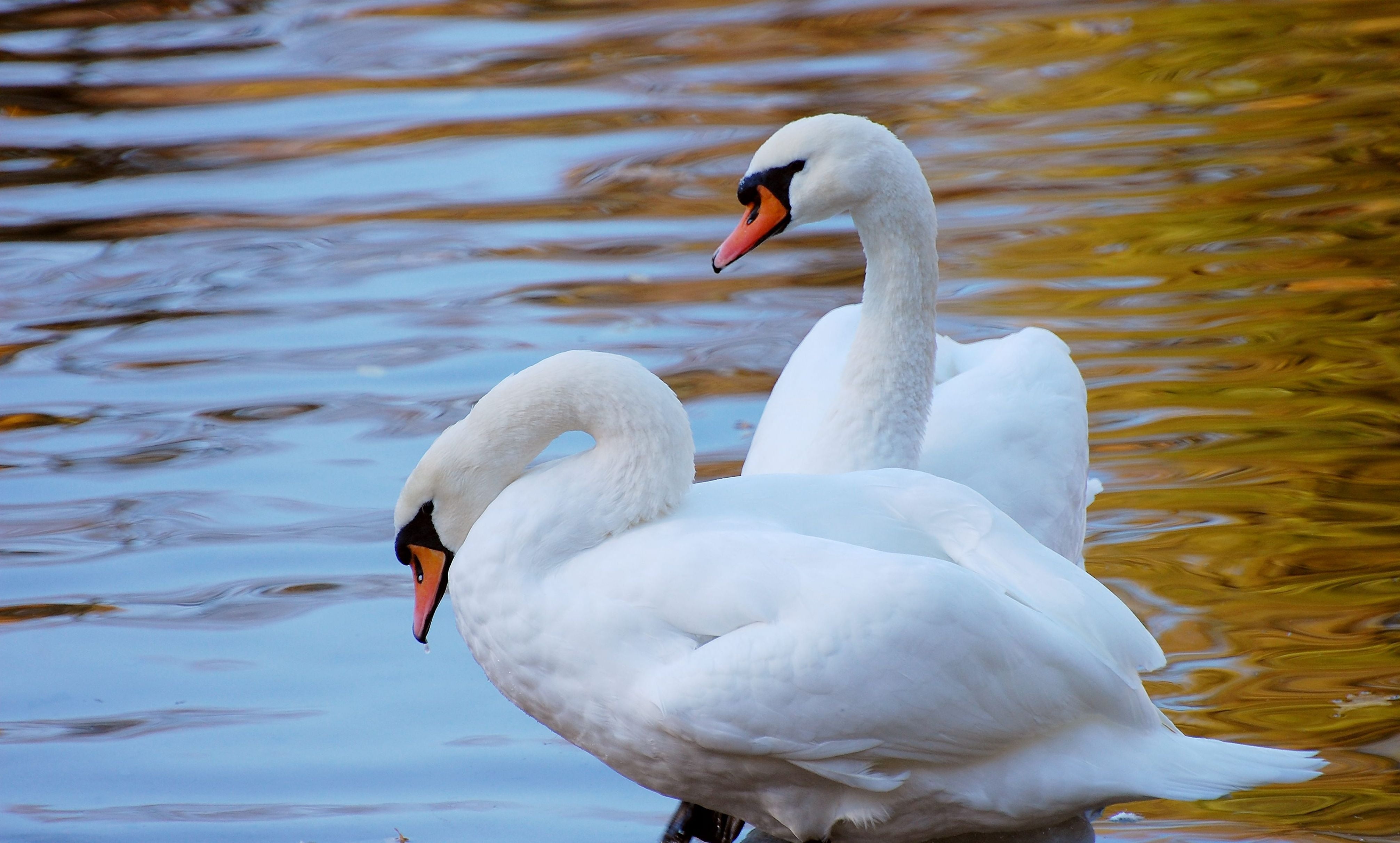 elegance, group of animals, swimming, animal wildlife, beach, bird, outdoors, 4K, feather, pond, animal neck, summer, animal, white color, tranquil Scene, HD Wallpaper