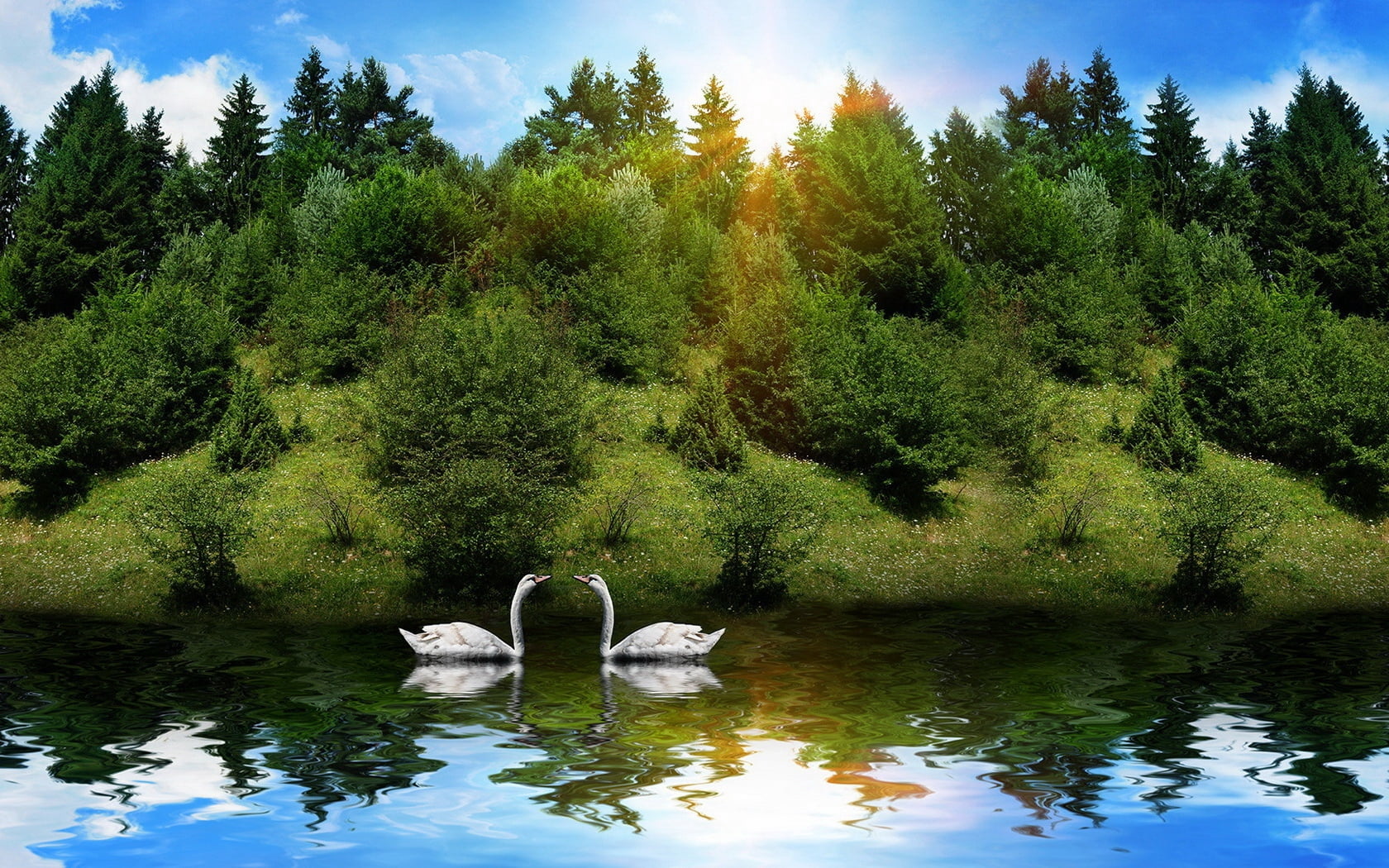 animals in the wild, nature, green color, sunlight, 720P, white, landscape, cygnet, birds, two, swimming Animal, grass, day, couple, reflection, water, HD Wallpaper