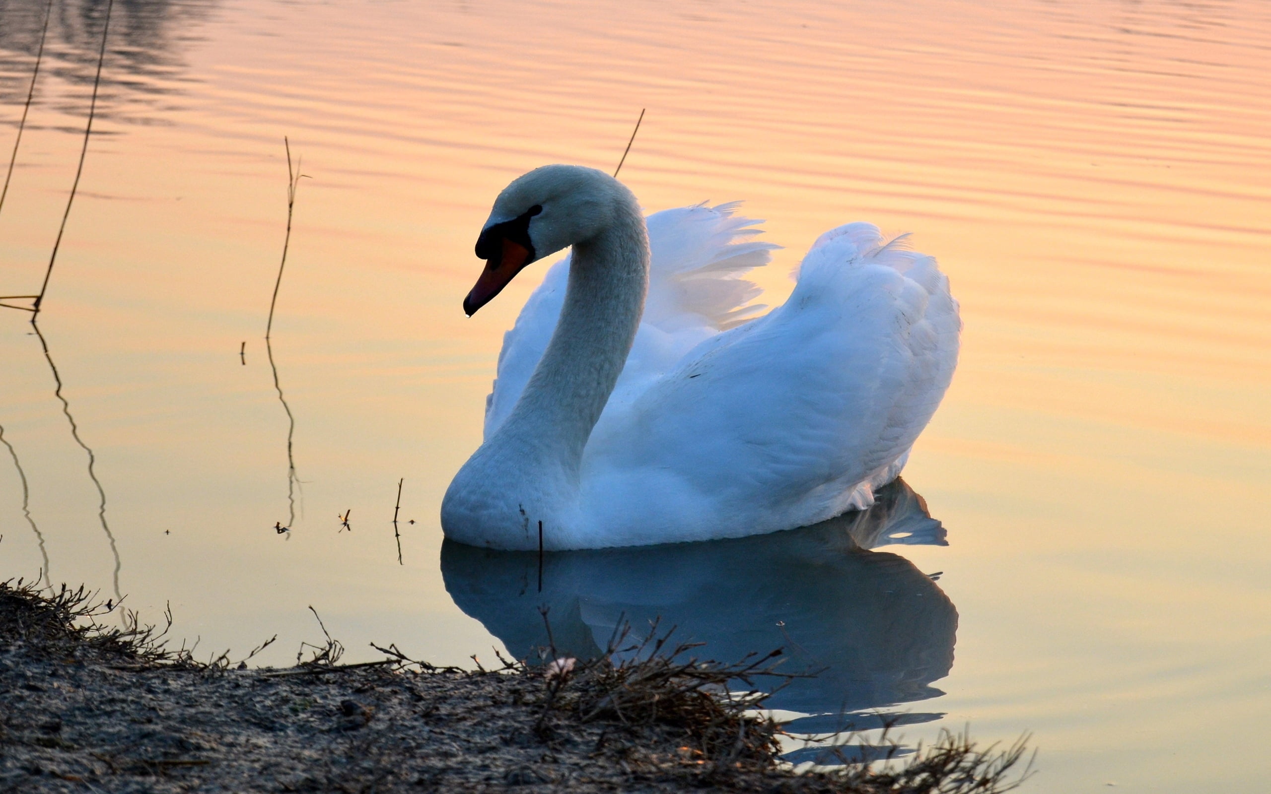 animal wildlife, beauty, feather, outdoors, tranquil Scene, pond, vertebrate, animal, water bird, wildlife, 2K, sunset, waterfront, animal themes, elegance, HD Wallpaper