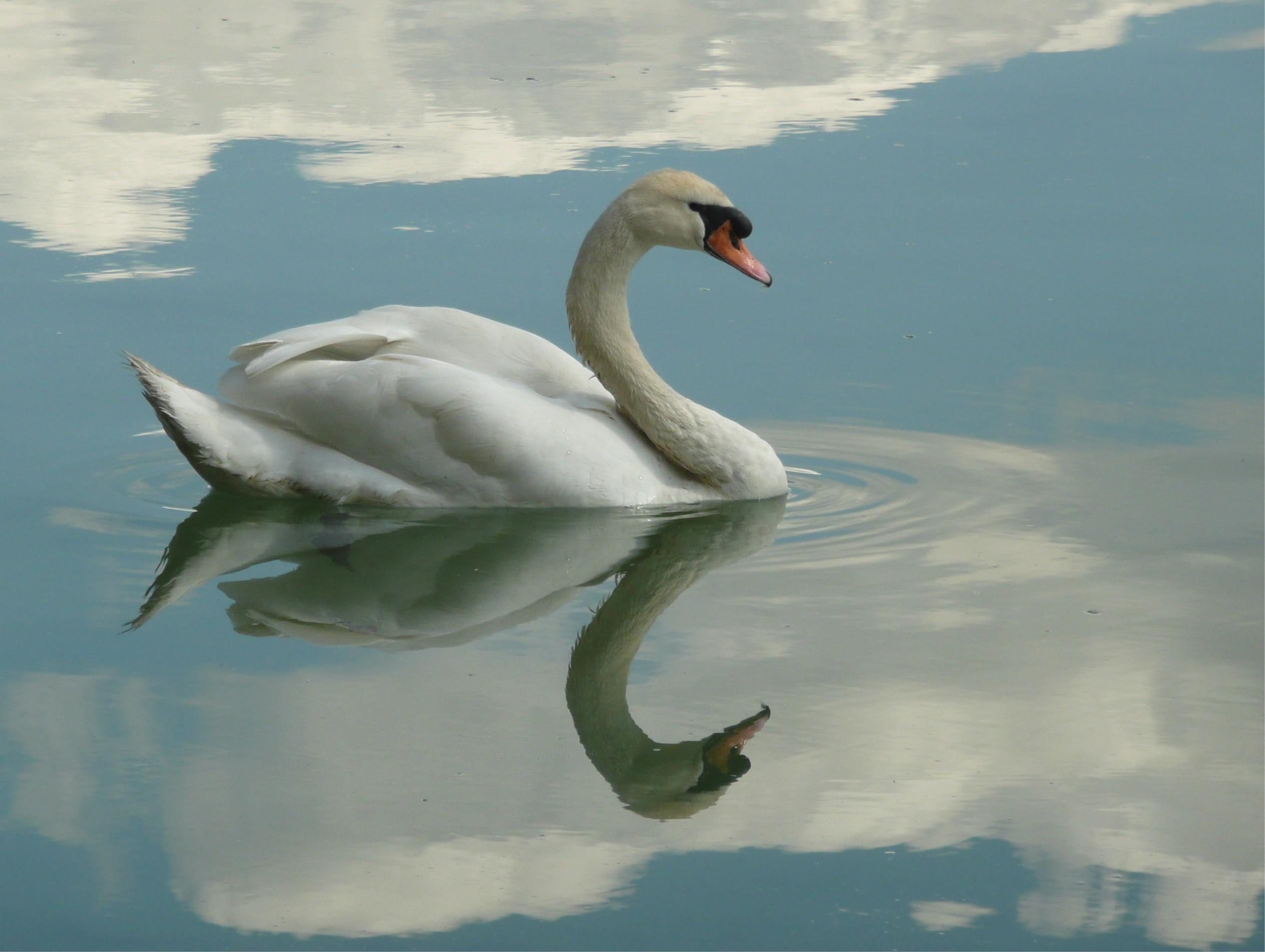 white, lake, reflection, bird, animals, 1080P, water, swan, HD Wallpaper