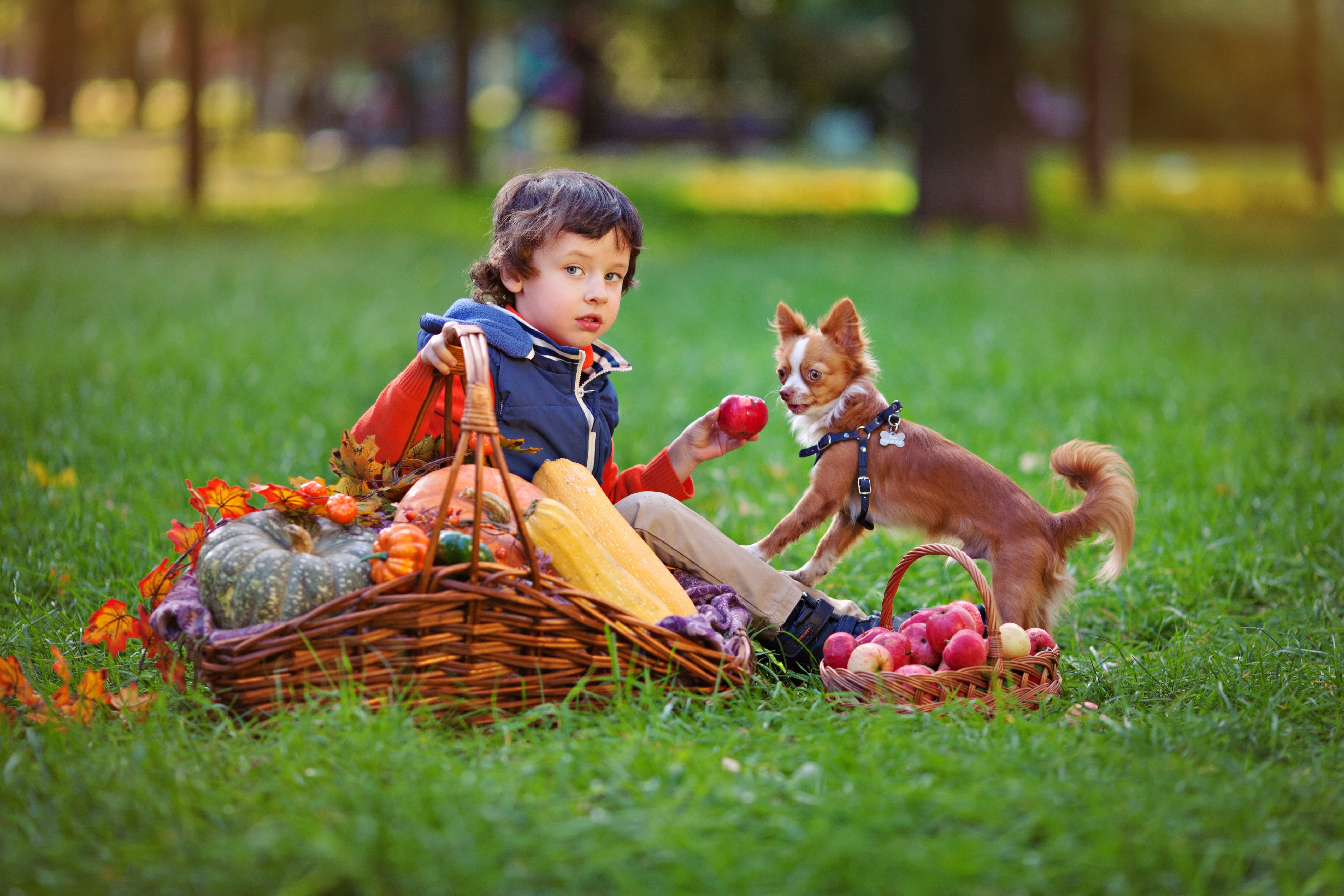 food and drink, puppy, one person, holding, kids, domestic animals, each, pug, pet, long, basket, near, fruit, red, childhood, small dog, chihuahua, pets, HD Wallpaper
