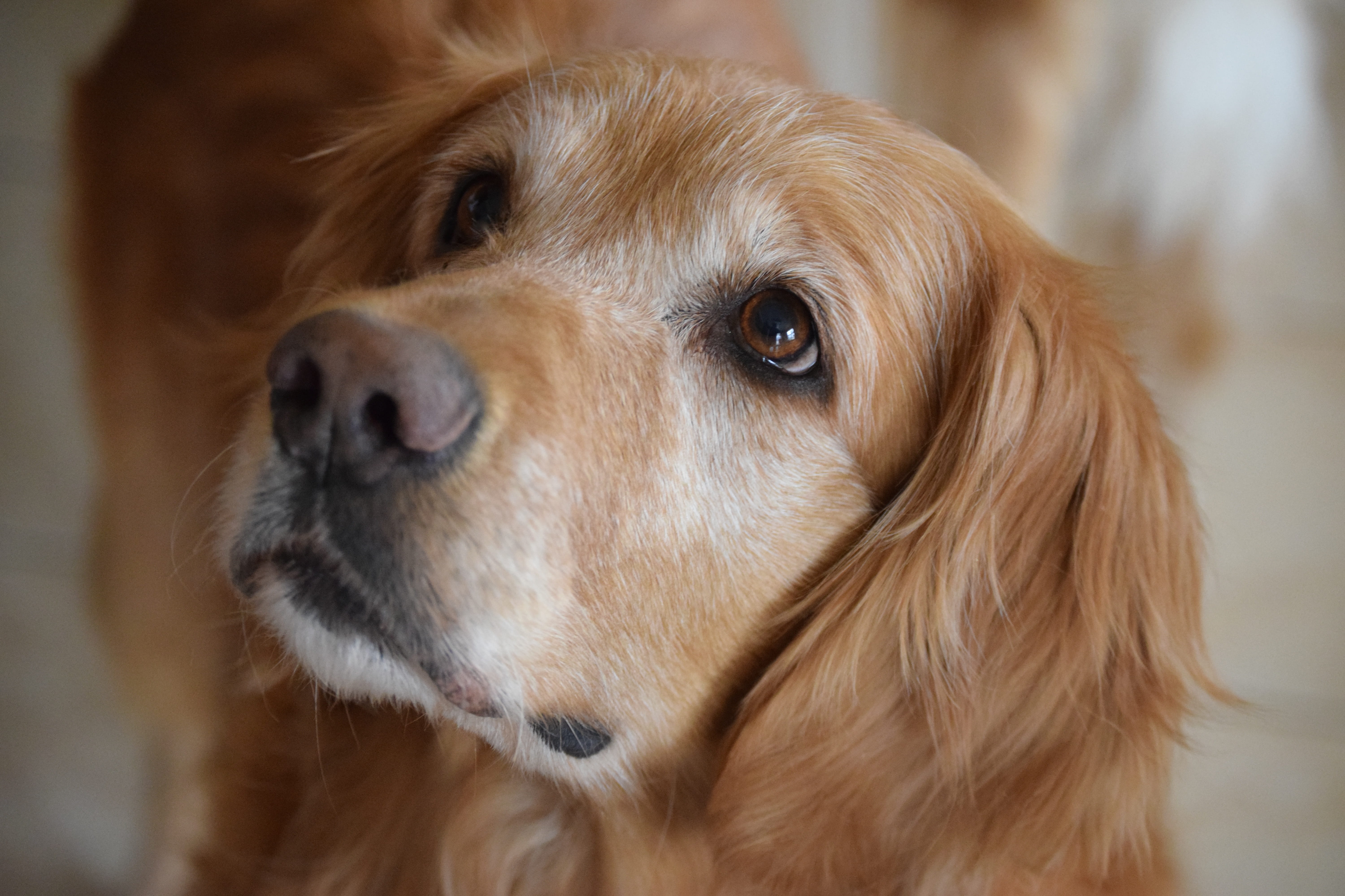 mammal, looking, pets, hope, serene, animal body part, portrait, small, close-up, Golden Retriever, hairstyle, 5K, focus on foreground, domestic animals, HD Wallpaper