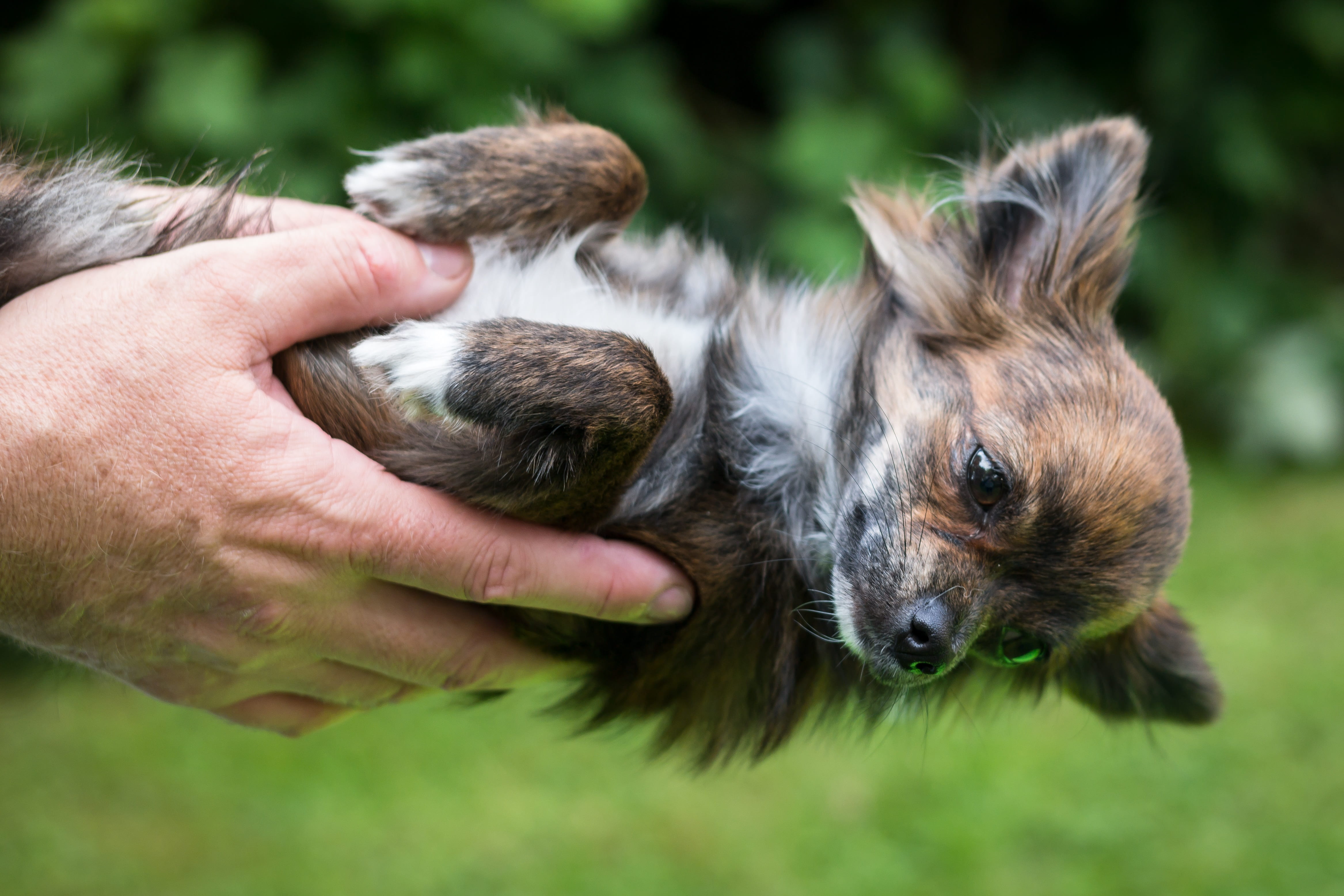 vertebrate, young, human body part, day, pet owner, mammal, puppy, bear, watch, canine, chihuahua, grass, one person, pets, small, view, young animal, baby, HD Wallpaper