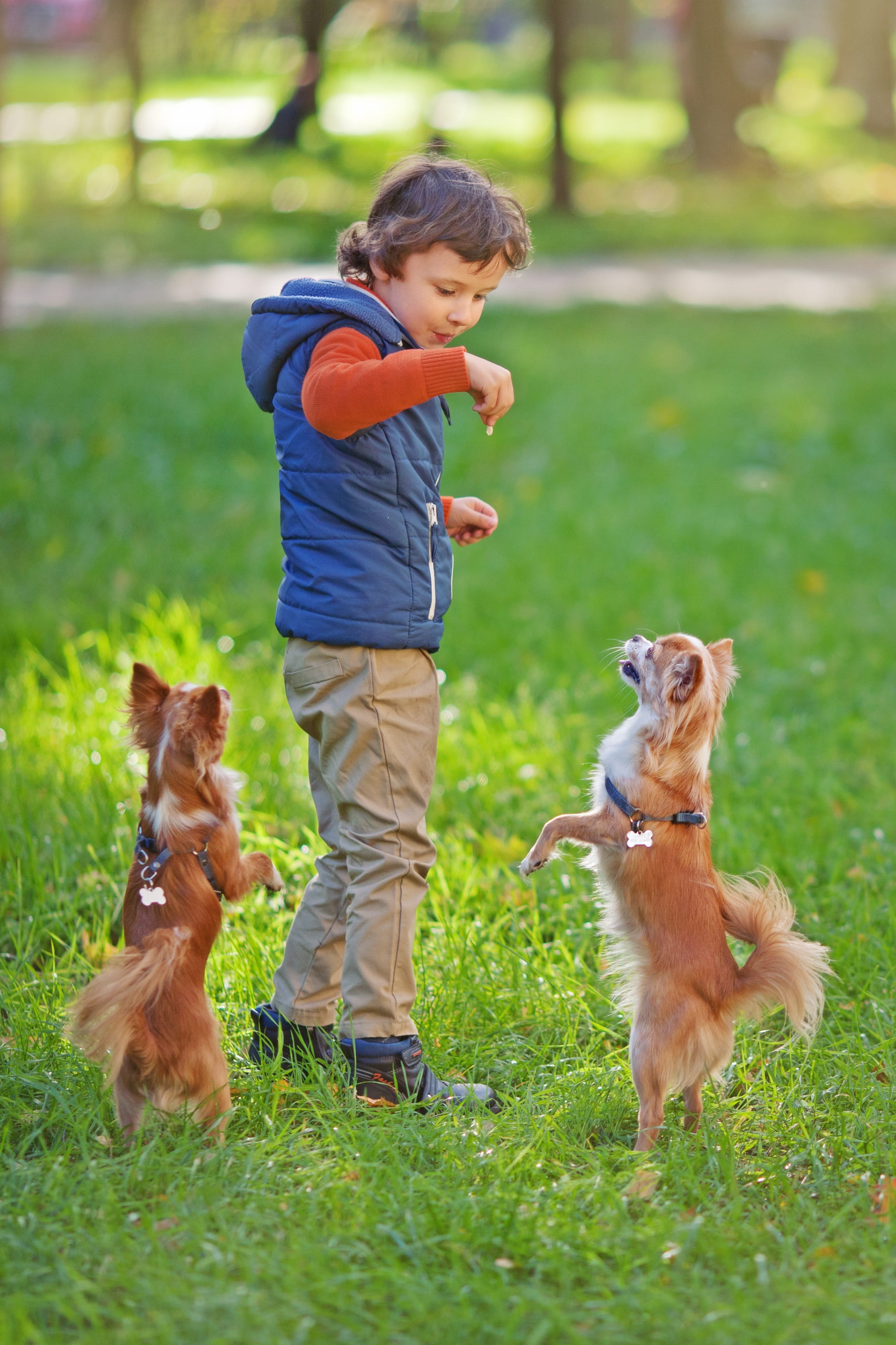 domestic animals, outdoors, men, animal, 2K, boy, one person, puppy, plant, males, mammal, dog, domestic, mans best friend, dogs, one animal, devotion, Phone HD Wallpaper