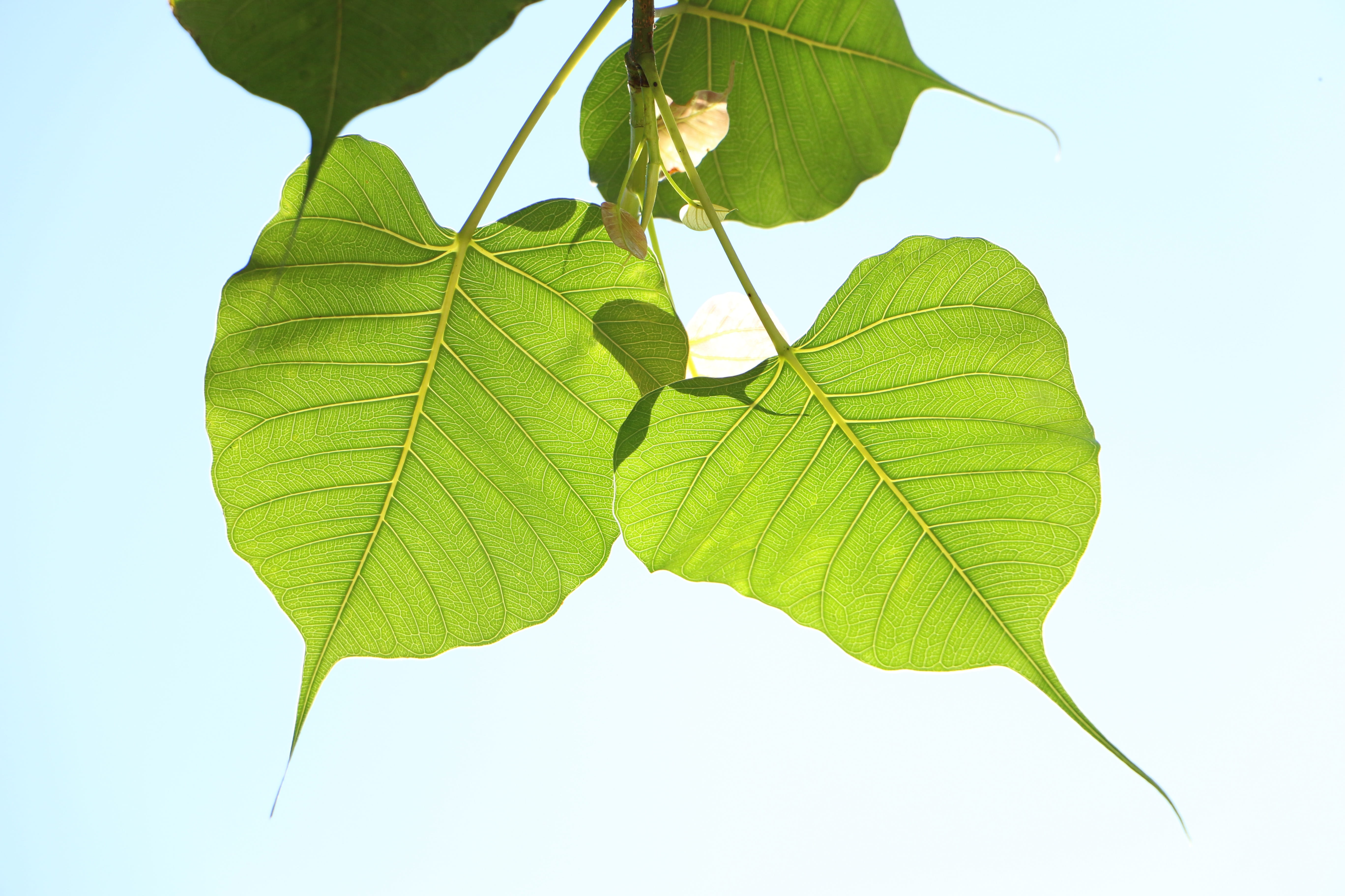 flora, plant part, outdoors, buddhist, green color, growth, plant, sky, twig, sri lanka, no people, leaf vein, close-up, beauty in nature, dhamma, bodhi, HD Wallpaper